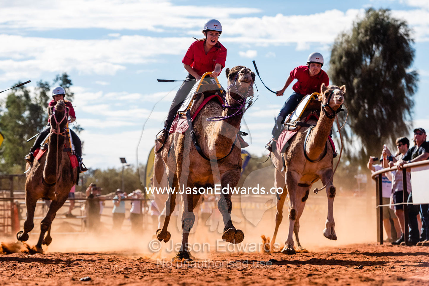 Experienced jockeys race camels as they gallop over the desert sands in the Uluru Camel Cup. Yulara, Uluru-Kata Tjuta Nationa, Northern Territory, Australia
