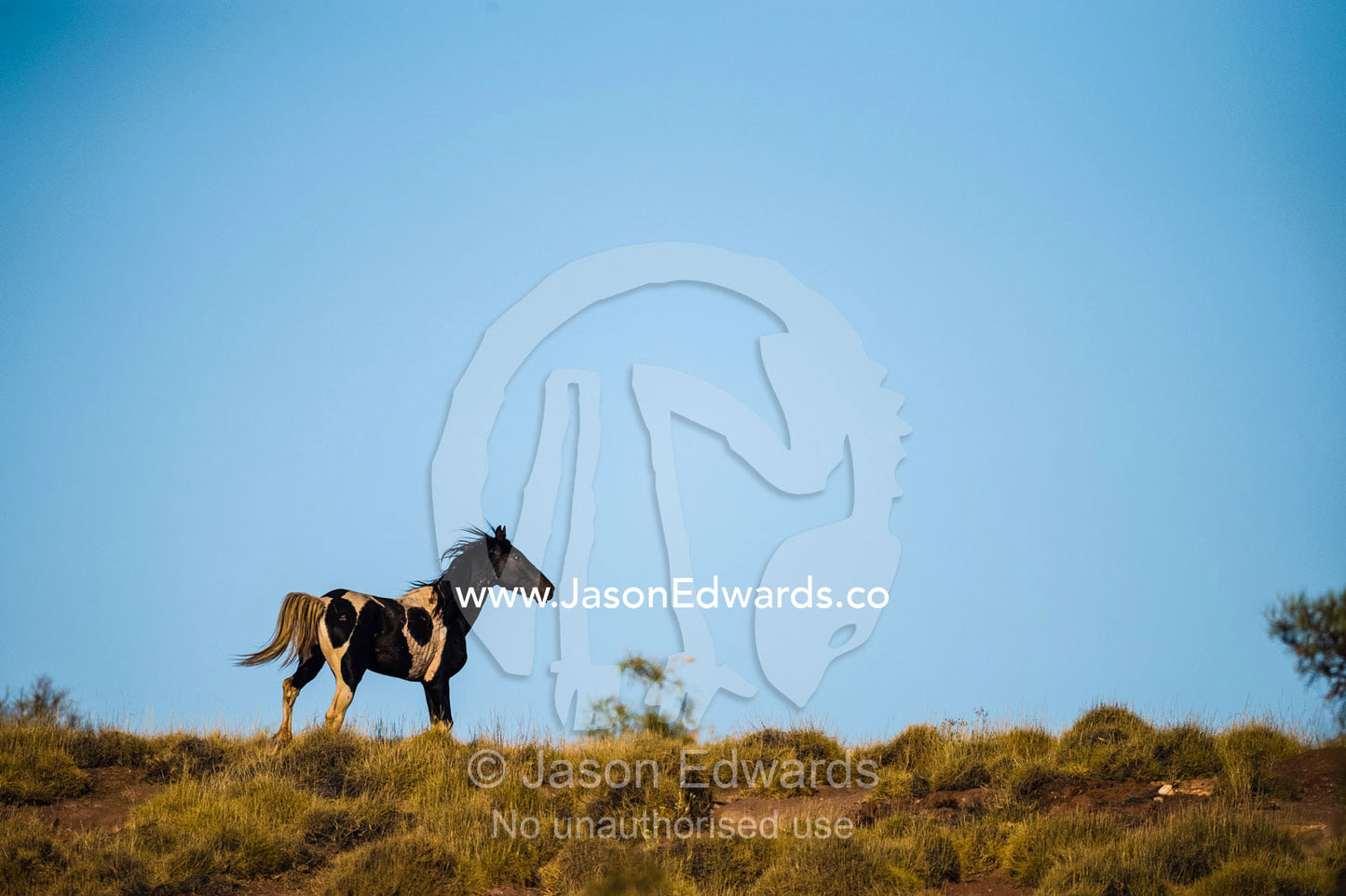 A stallion of a wild horse known as a brumby stands proudly on a sand dune in the desert. Namatjira, Gilbert Springs, Northern Territory, Australia