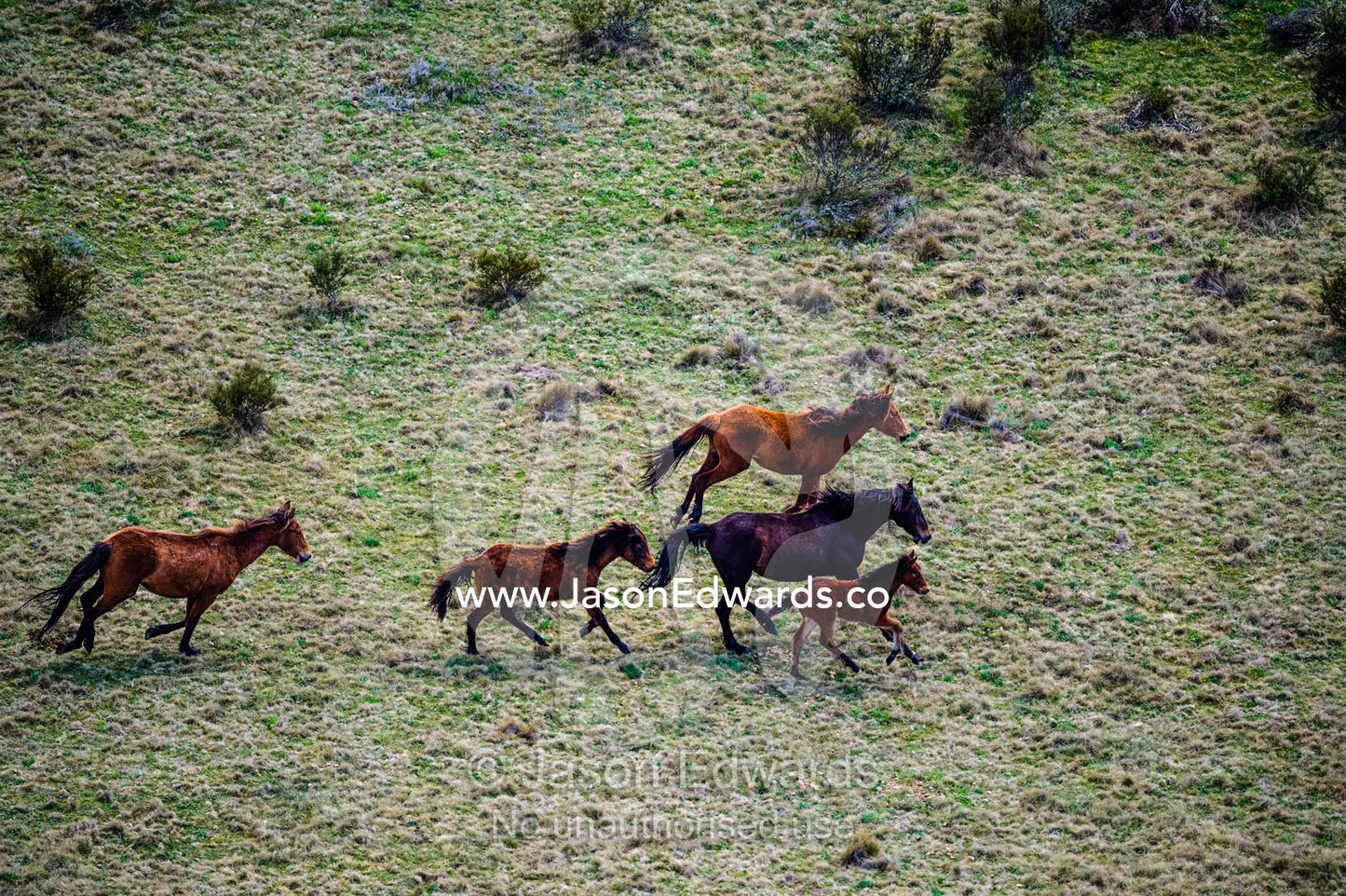 Mobs of feral wild horse known as brumby's galloping on fragile alpine grasslands. Kosciuszko National Park, Currango Plain, New South Wales, Australia
