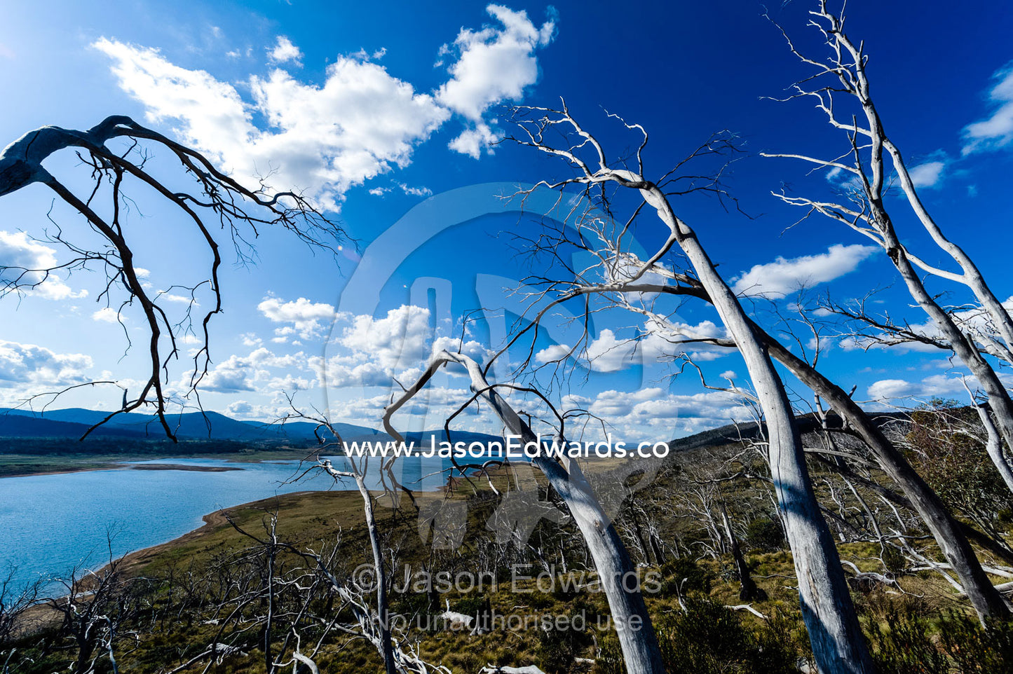 A forest of dead eucalyptus Snow Gum trees on the shore of a manmade lake killed by fire. Kosciuszko National Park, Tantangara Dam, New South Wales, Australia