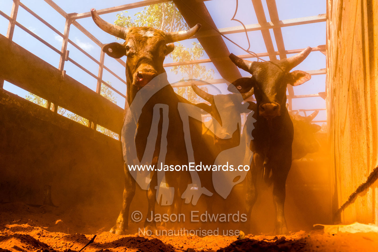 Terrified and angry steers in a cattle truck for transportation after being captured from the wild on a remote outback cattle station. Timber Creek, Bullo River Station, Northern Territory, Australia