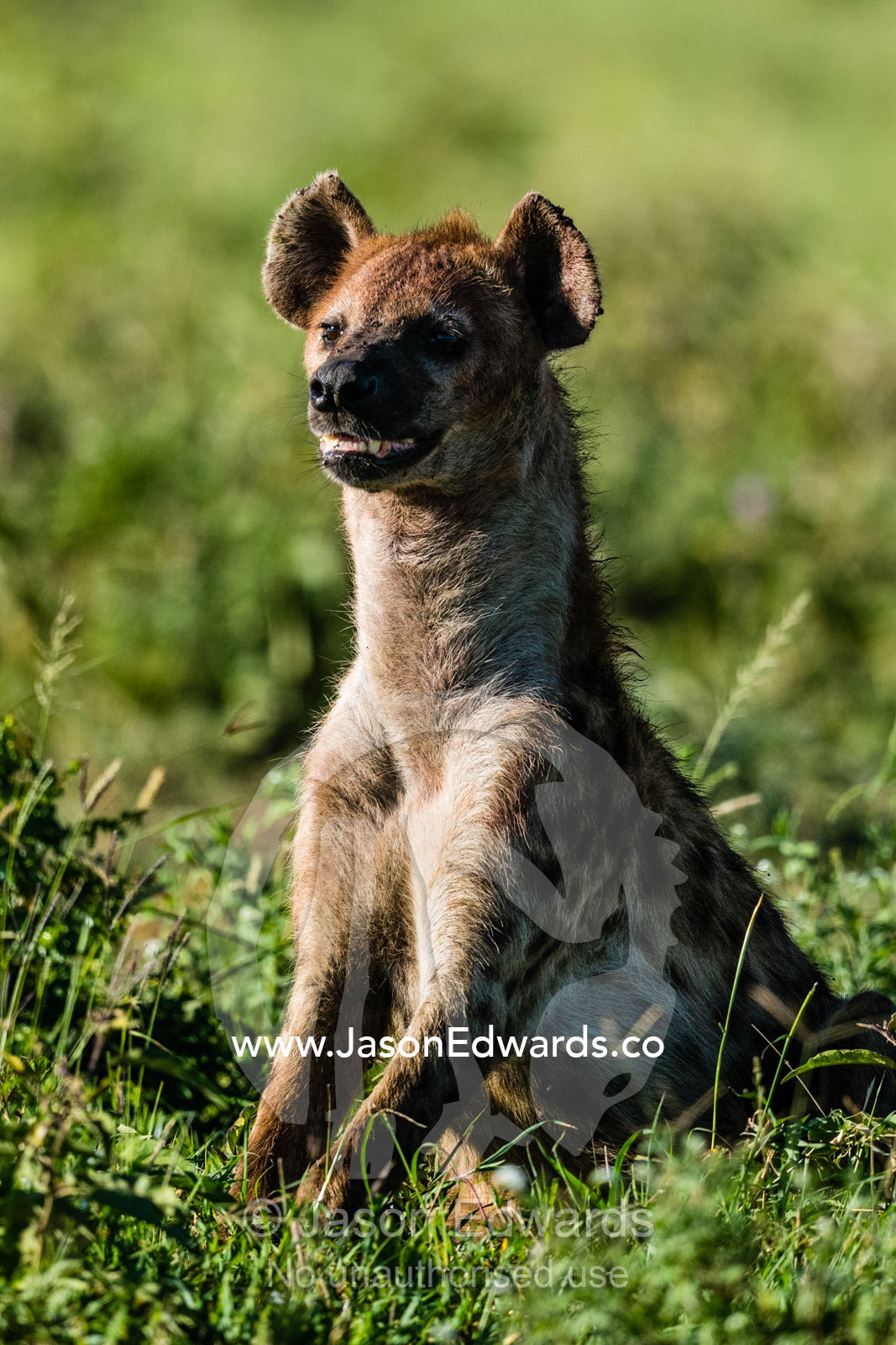 An alert Spotted Hyena scans the savannah plain. Serengeti National Park, Tanzania