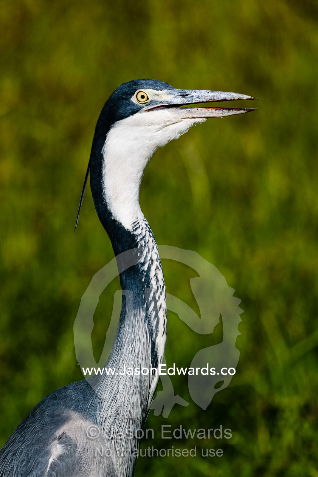 A portrait of a Black-headed Heron panting in the afternoon heat. Serengeti National Park, Tanzania