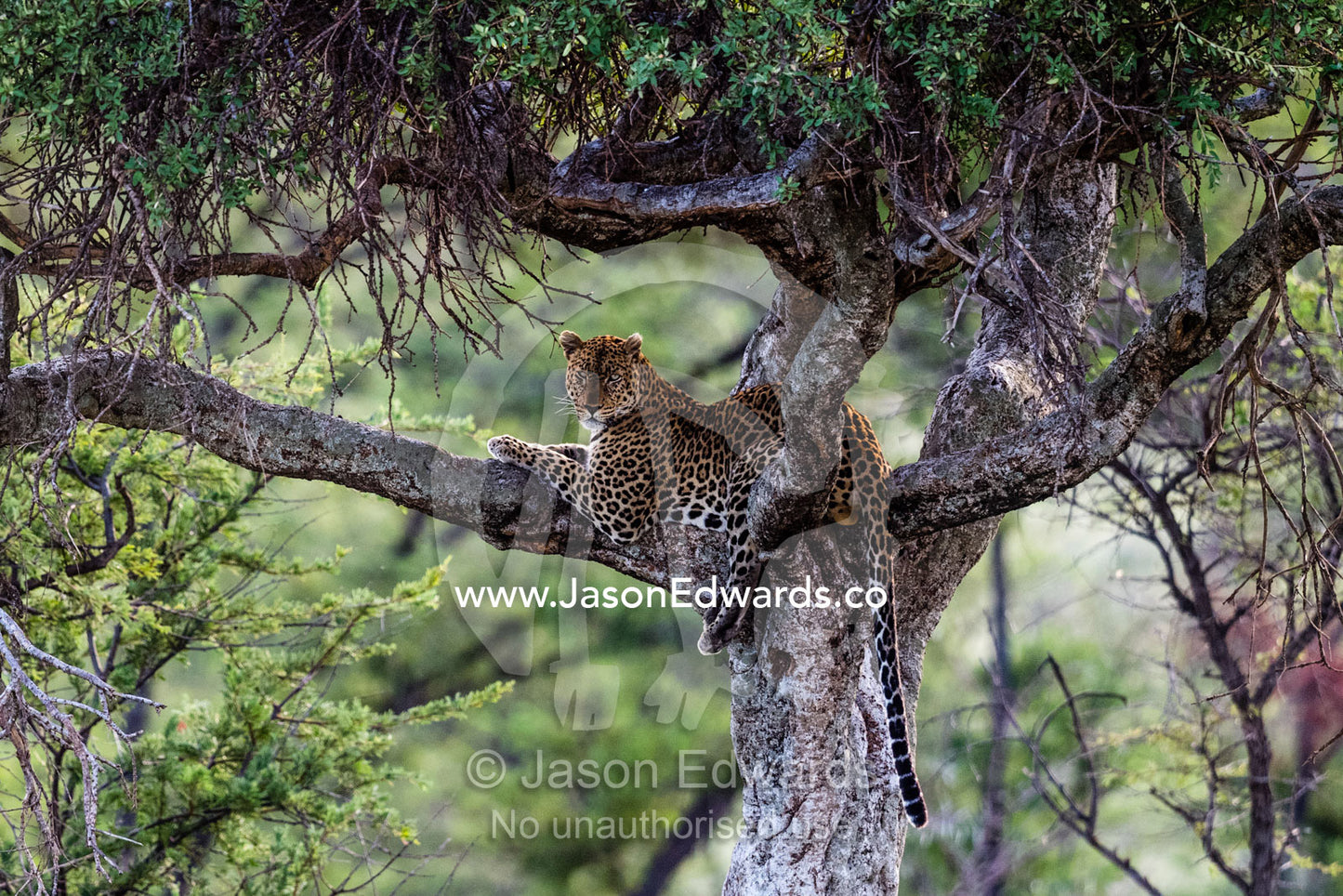 A male African Leopard resting in an acacia tree. Serengeti National Park, Tanzania