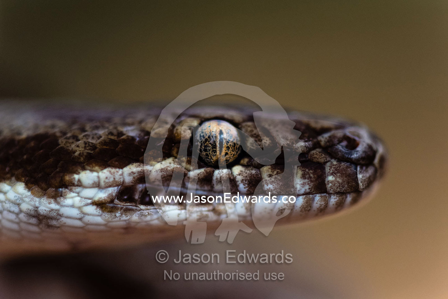 A closeup detail of the veined eye and labial pits of a Stimsons Python head. Watarrka National Park, Northern Territory, Australia