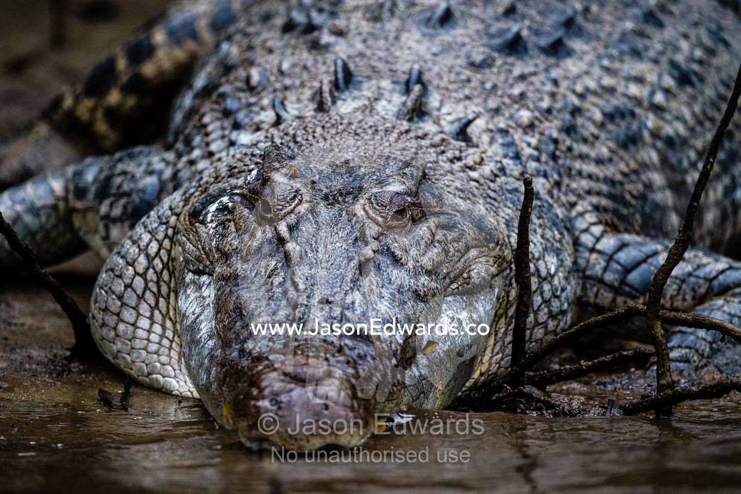 A Saltwater Crocodile basking on a river bank to thermoregulate it's body temperature. Daintree National Park, Daintree River, Queensland, Australia