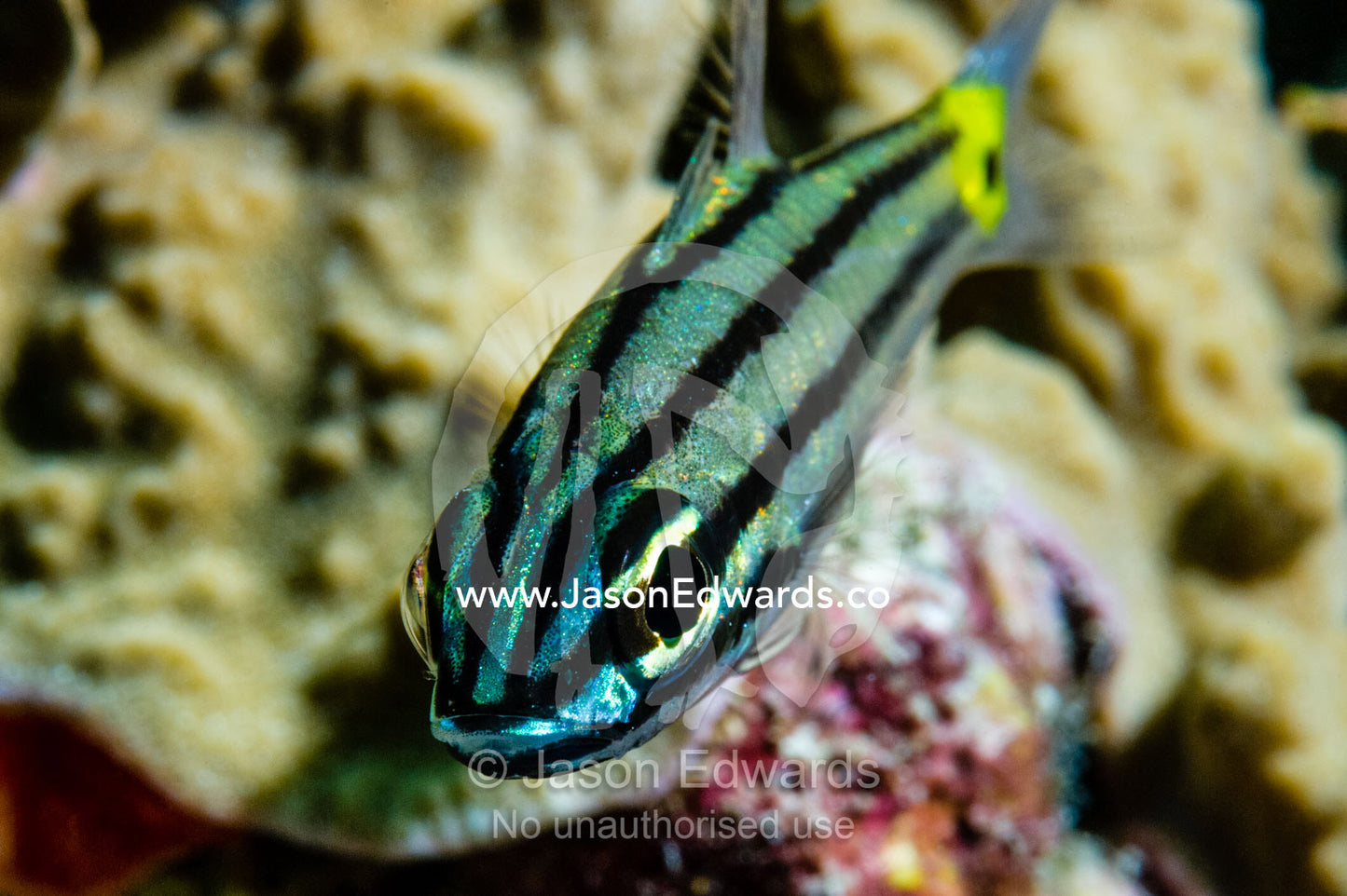 A juvenile Blue-eye Cardinalfish on a coral reef. Cairns, Great Barrier Reef, Queensland, Australia