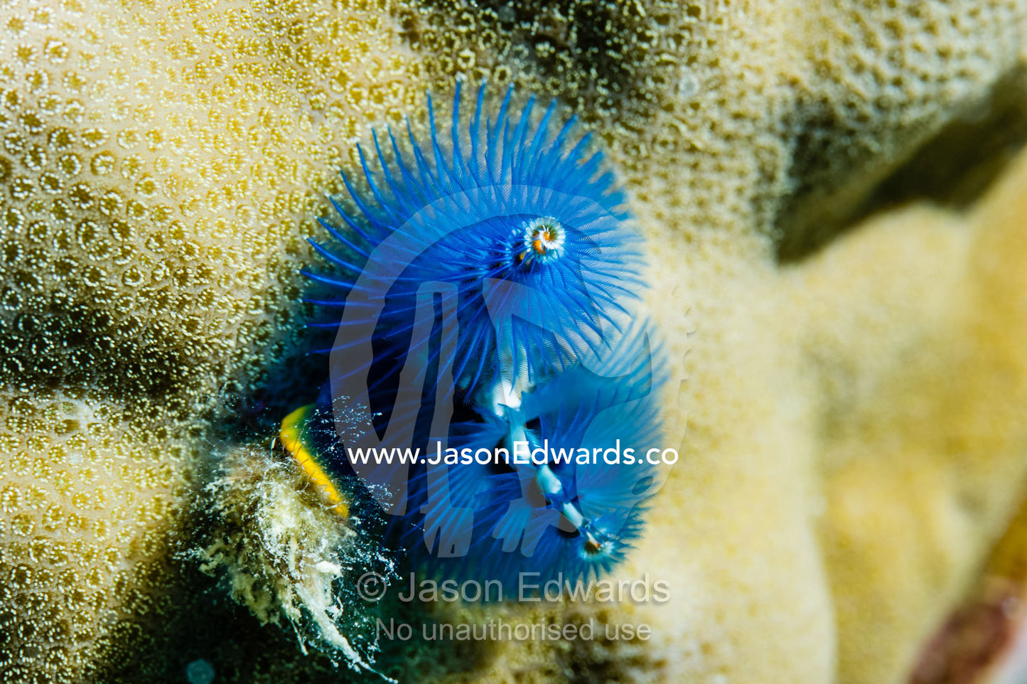 A bright blue Christmas Tree Worm uses feather-like tentacles, radioles, to trap prey to eat. Cairns, Great Barrier Reef, Queensland, Australia
