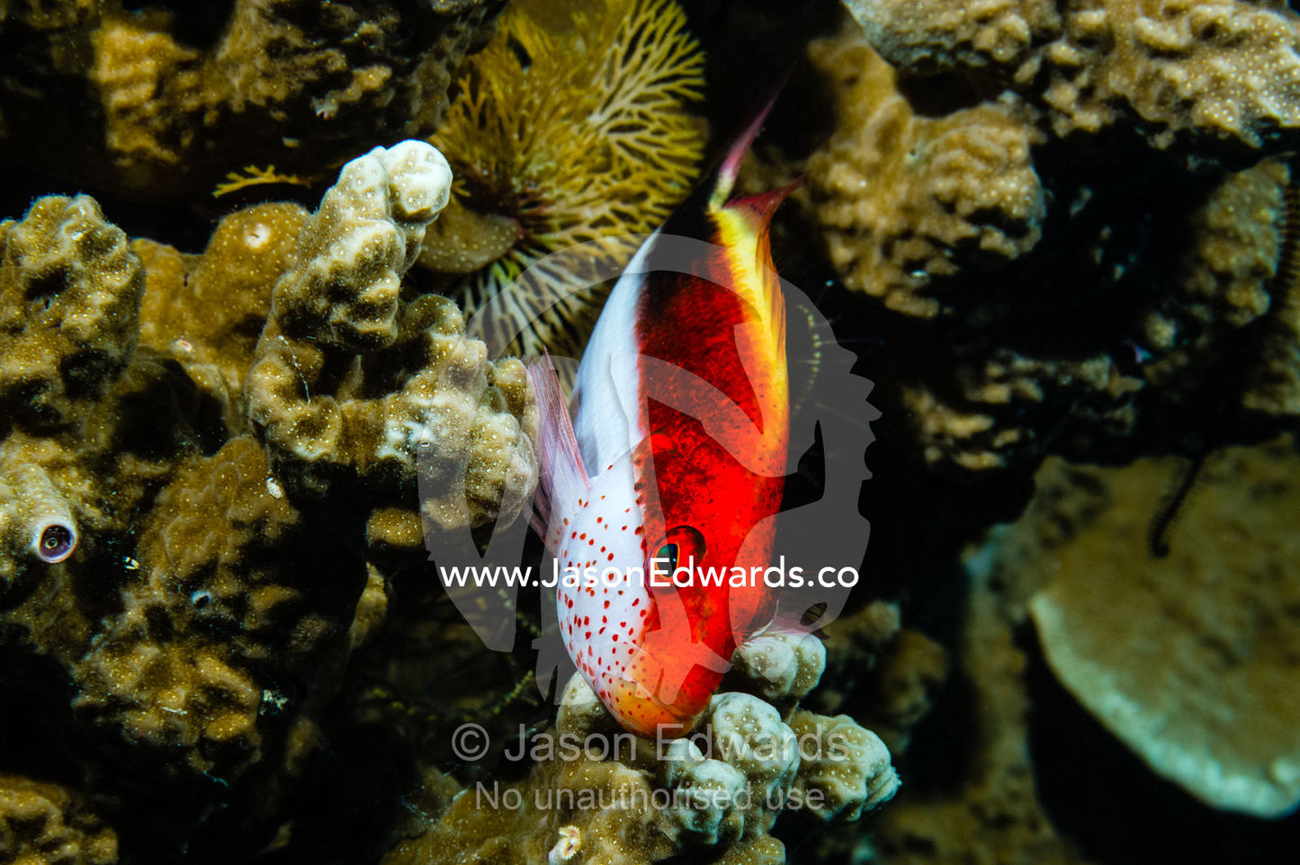 A Freckled Hawkfish taking shelter in a coral reef. Cairns, Great Barrier Reef, Queensland, Australia