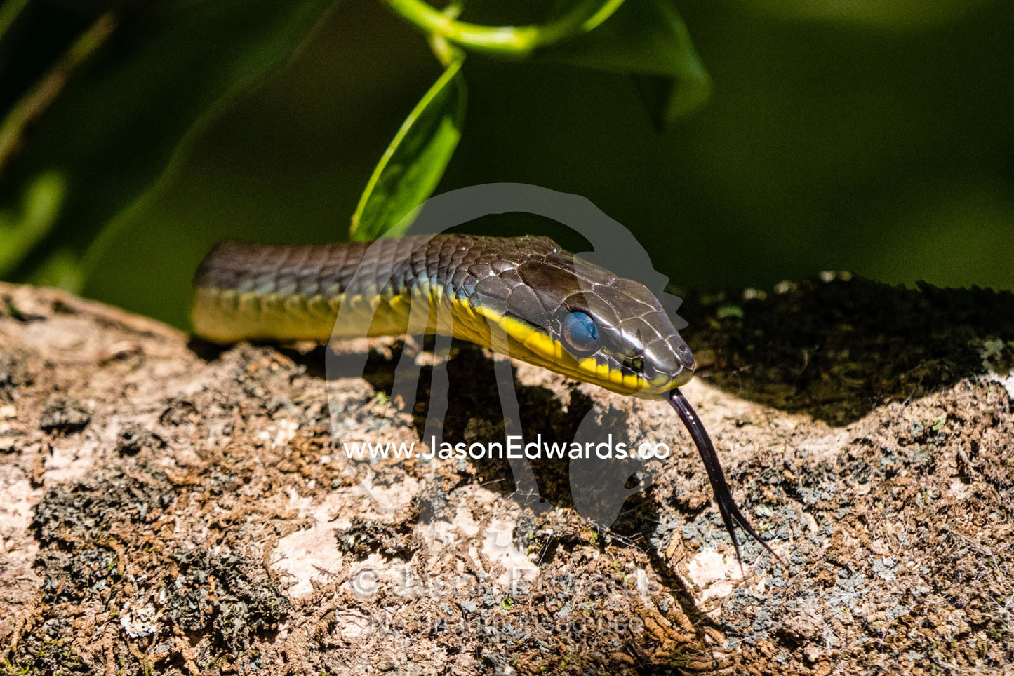 The forked tongue of a Green Tree Snake scenting a tree branch for prey. Daintree National Park, Daintree River, Queensland, Australia