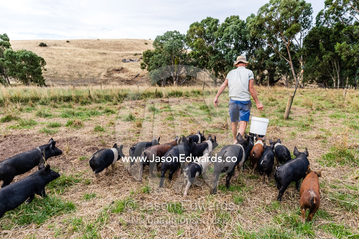 Free Range, milk fed heritage breed pigs follow a farmer to be fed in a field. Lyndoch, South Australia, Australia