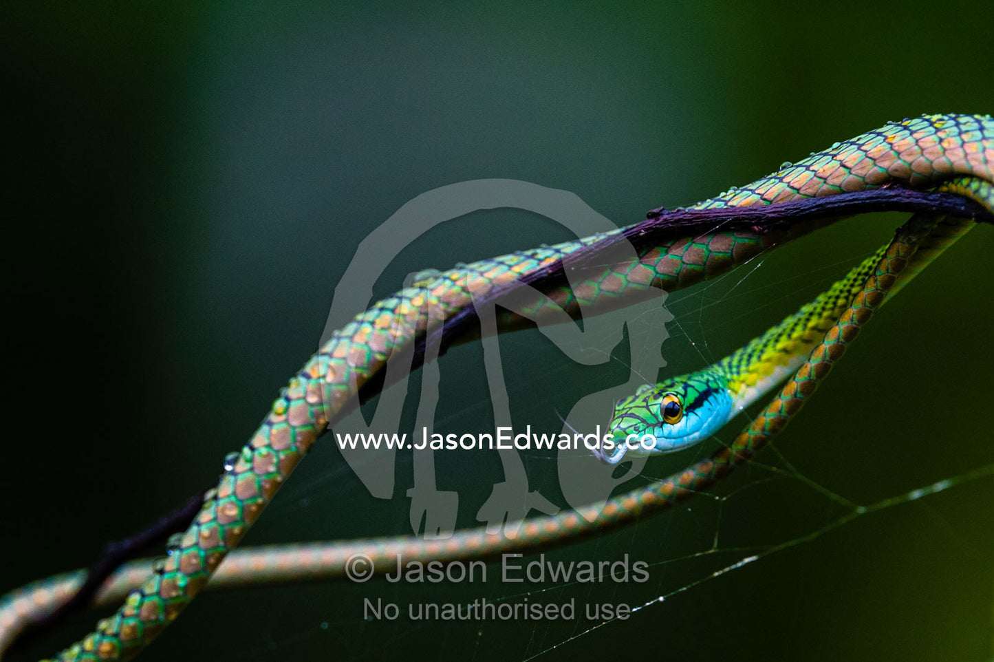 A Black-skinned Parrot Snake extends it's forked tongue while draped across a vine. Posada Amazonas, Tres Chimbadas Oxbow Lake, Tambopata National Reserve, Peru