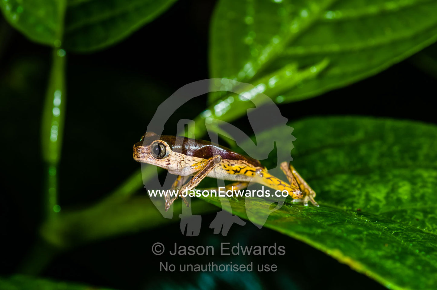 A Jaguar Tree Frog leaping from a leaf in the rainforest at night. Posada Amazonas, Tambopata River, Puerto Maldonado, Peru