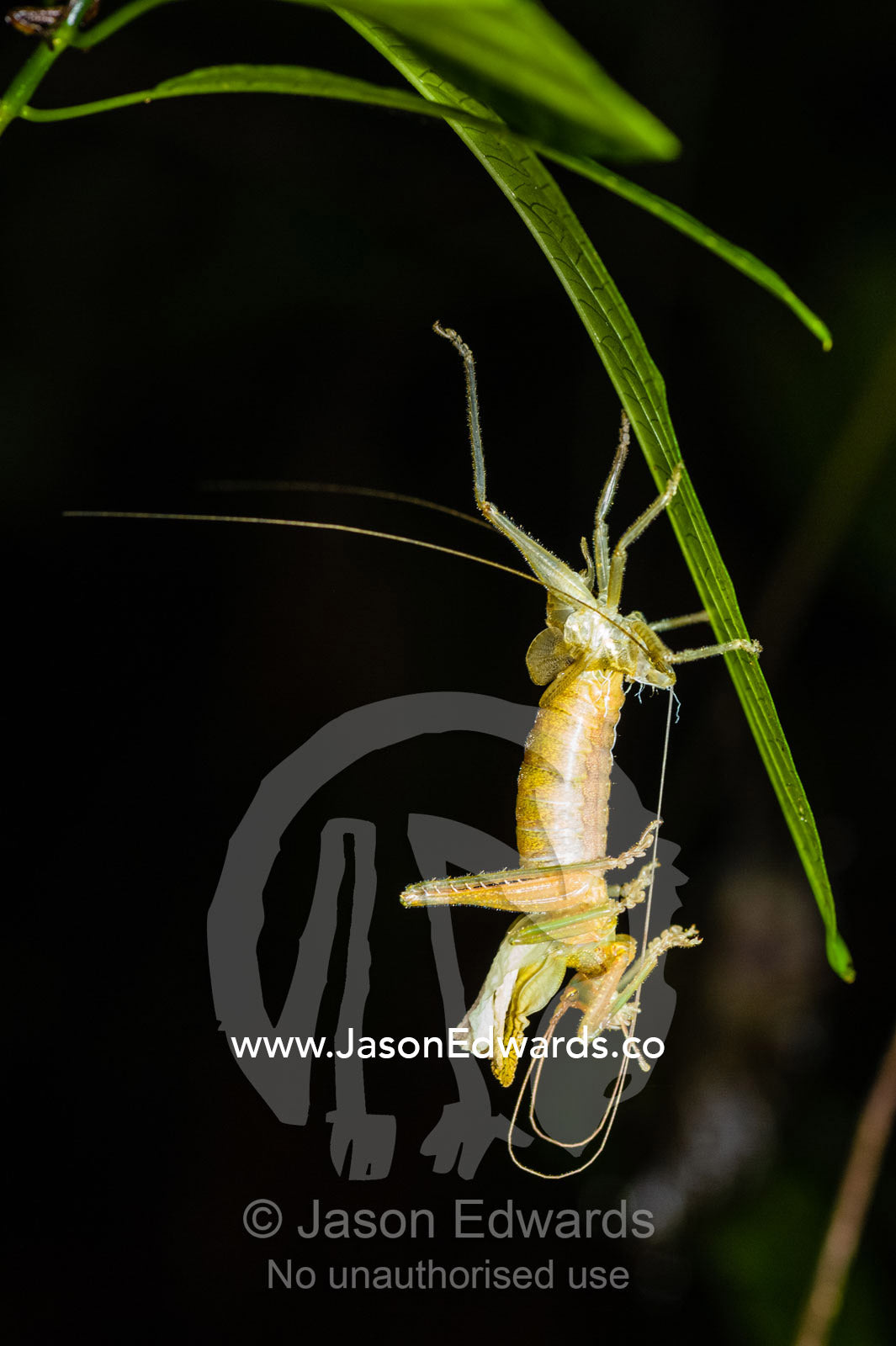 A grasshopper sheds it's exoskeleton while hanging from a leaf at night. Posada Amazonas, Tambopata River, Puerto Maldonado, Peru