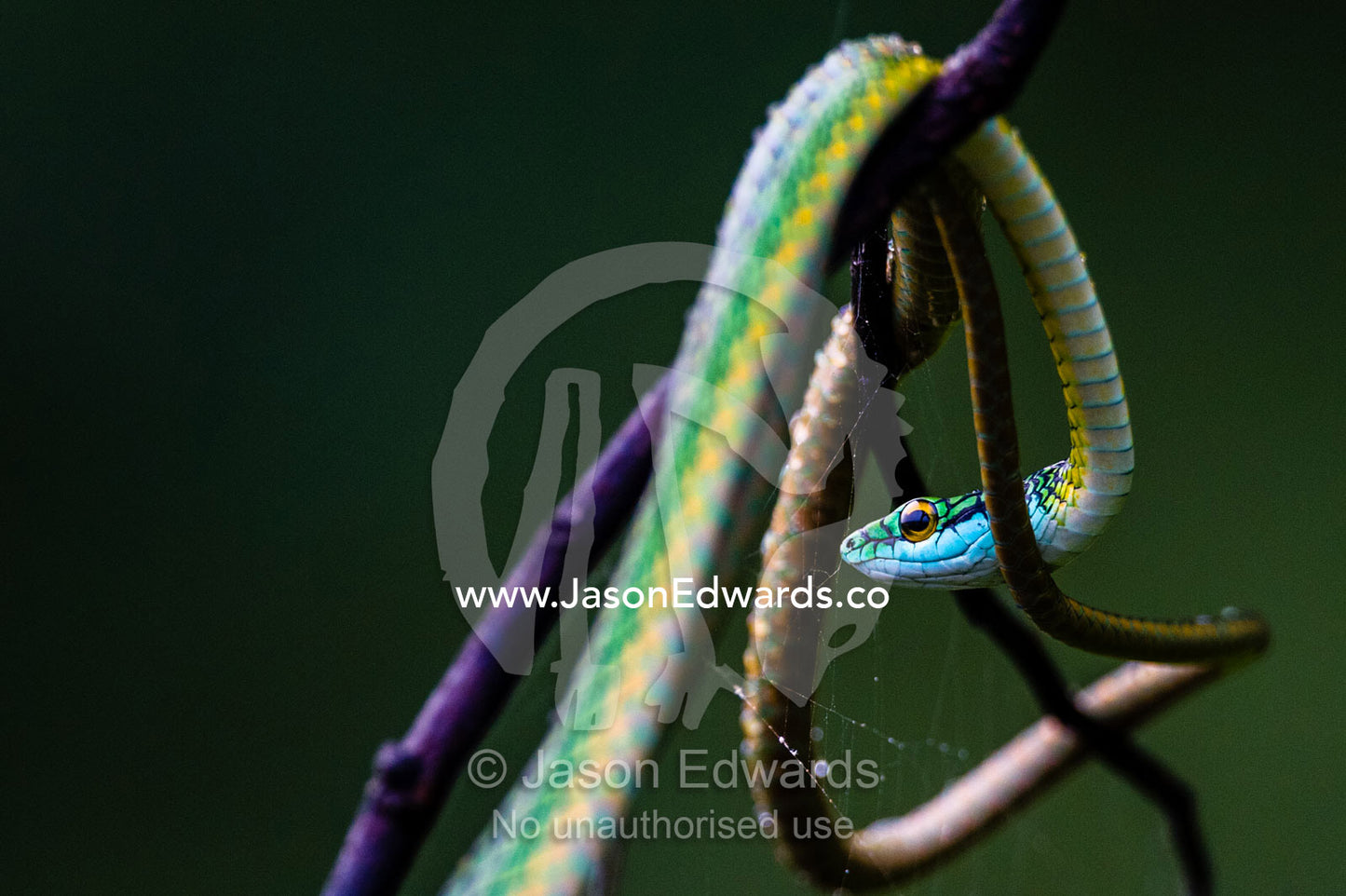 A Black-skinned Parrot Snake draped across a vine above a wetland. Posada Amazonas, Tres Chimbadas Oxbow Lake, Tambopata National Reserve, Peru