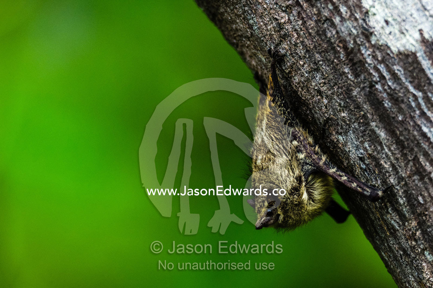 A Long-nosed Bat roosting on a tree trunk overhanging an oxbow lake in the rainforest. Posada Amazonas, Tres Chimbadas Oxbow Lake, Tambopata National Reserve, Peru