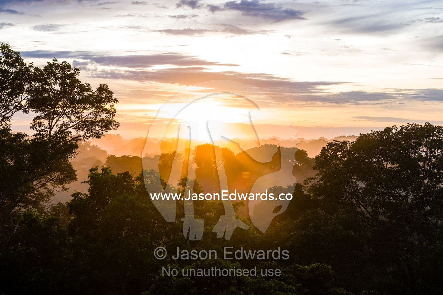 Dawn rises over the rainforest canopy through a blank of mist. Puerto Maldonado, Refugio Amazonas, Tambopata National Reserve, Peru