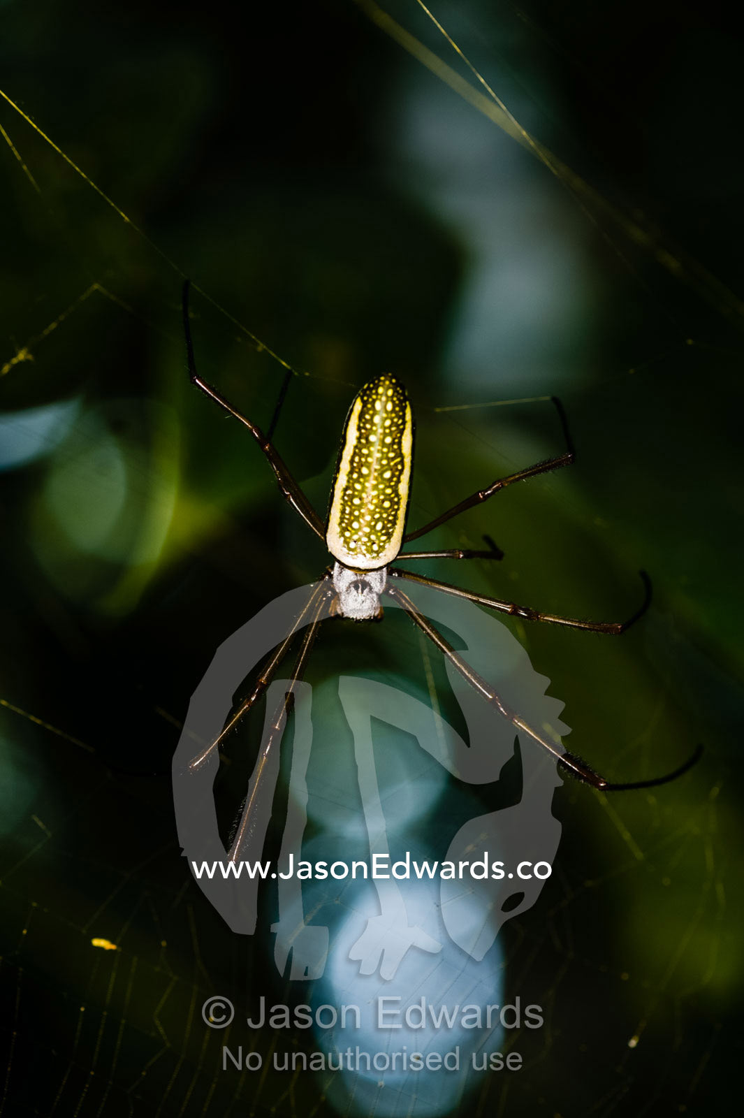 The colorful thorax of a Golden Orb-web Spider in the rainforest. Tambopata Research Centre, Tambopata River, Tambopata National Reserve, Peru
