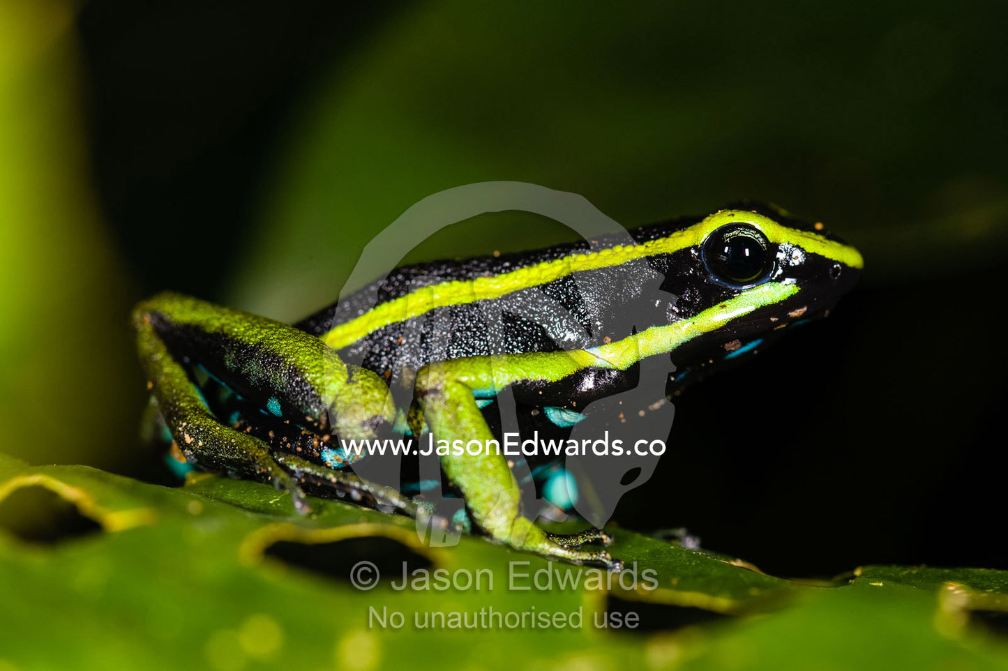Iridescent bright green markings on a Three-striped Arrow-poison Frog. Tambopata Research Centre, Tambopata River, Tambopata National Reserve, Peru