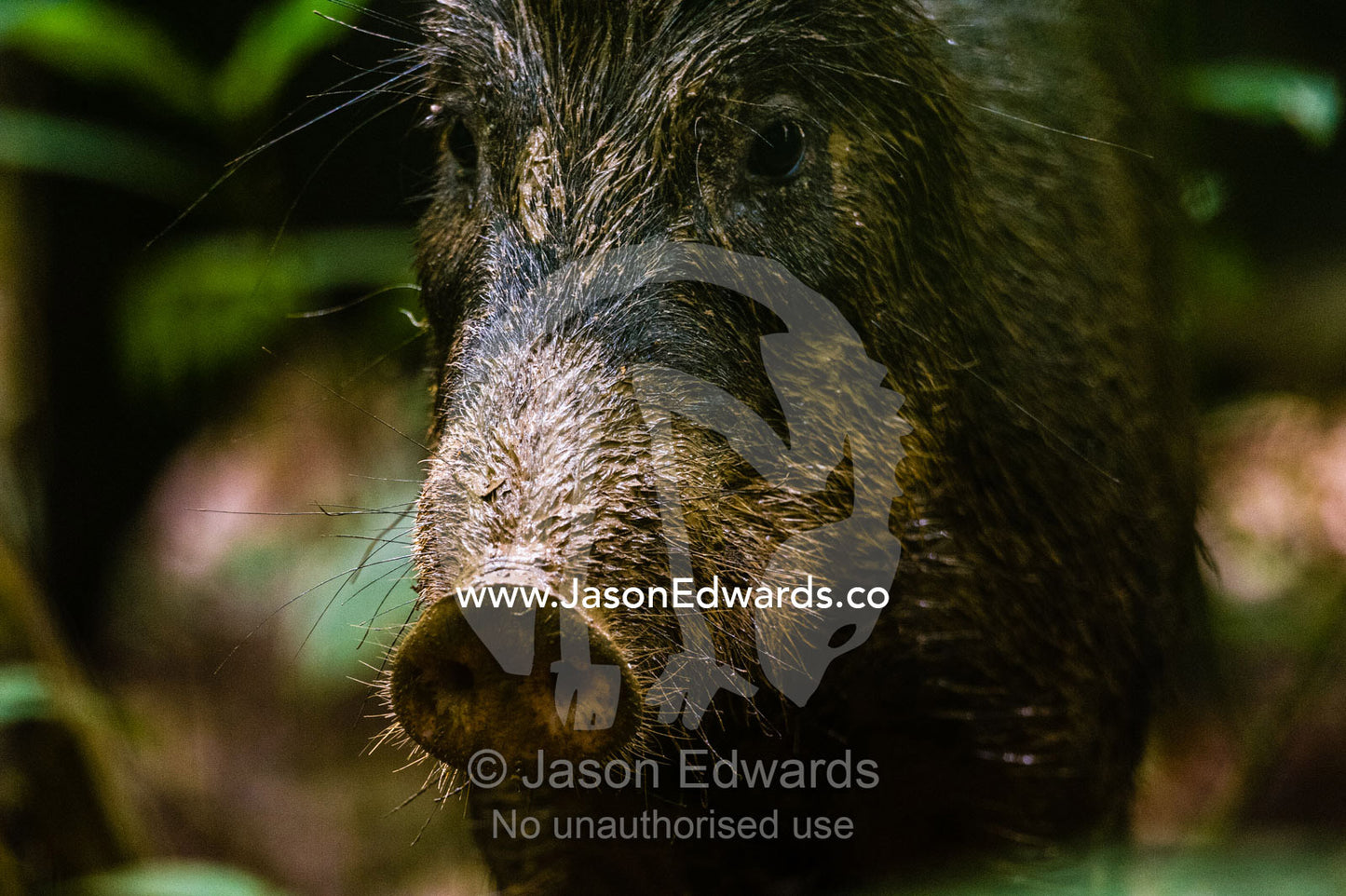 A White-lipped Peccary searching for food in the mud with it's sensitive muzzle. Tambopata Research Centre, Tambopata River, Tambopata National Reserve, Peru
