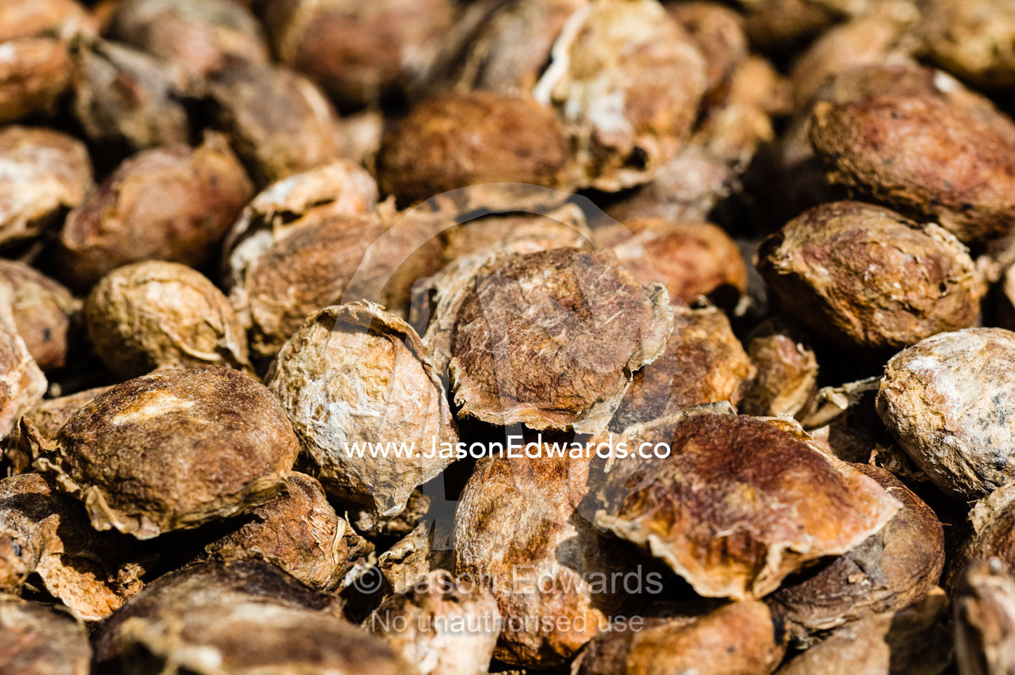 Seeds of the Copausu used to make ice-cream and snack bars drying in the sun. Camino Verde, Tambopata River Basin, Madre de Dios, Peru