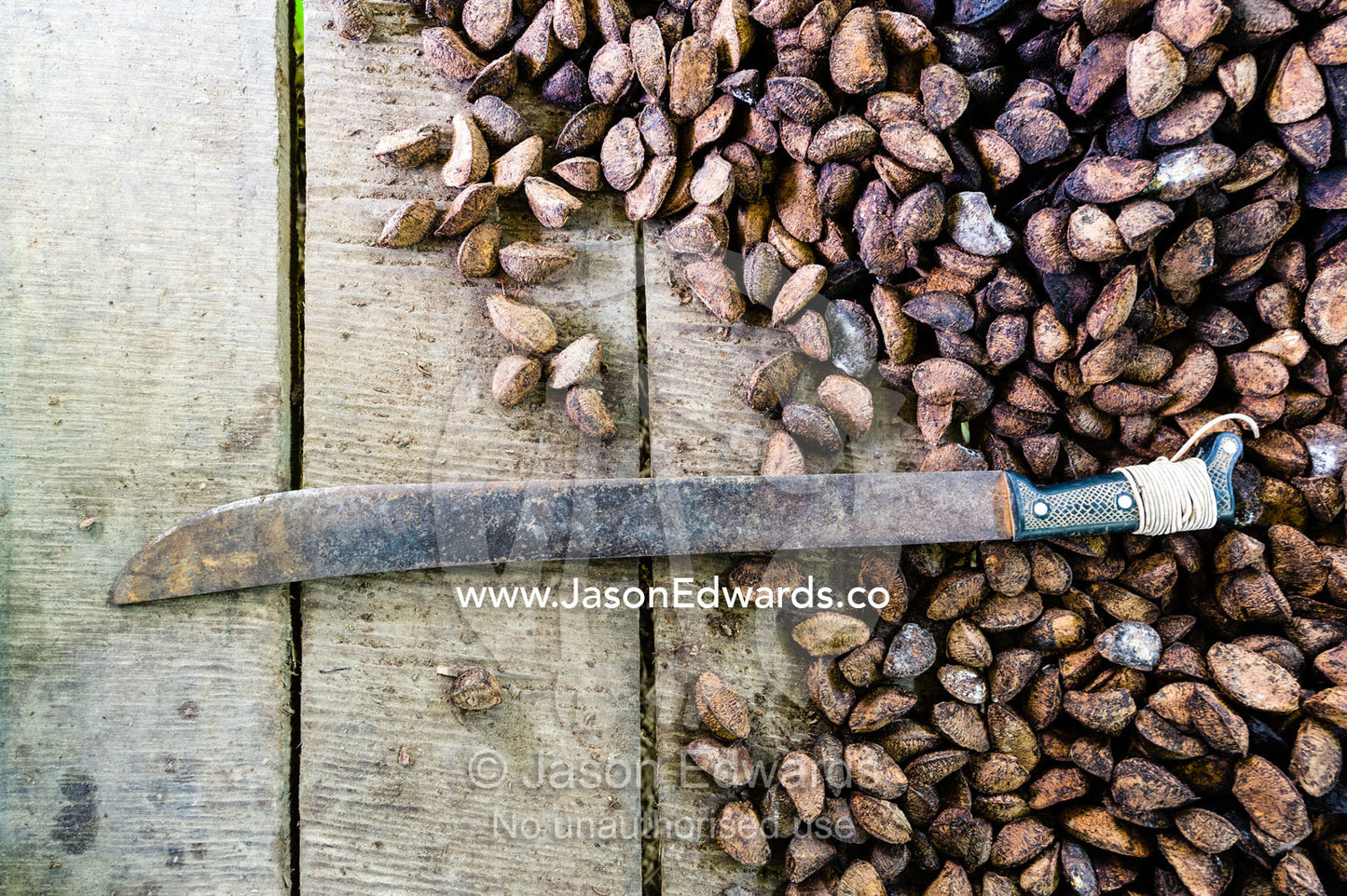 A machete and a mound of fresh Brazil Nuts harvested from the rainforest. Boca Pariamanu Native Community, Madre de Dios Region, Peru