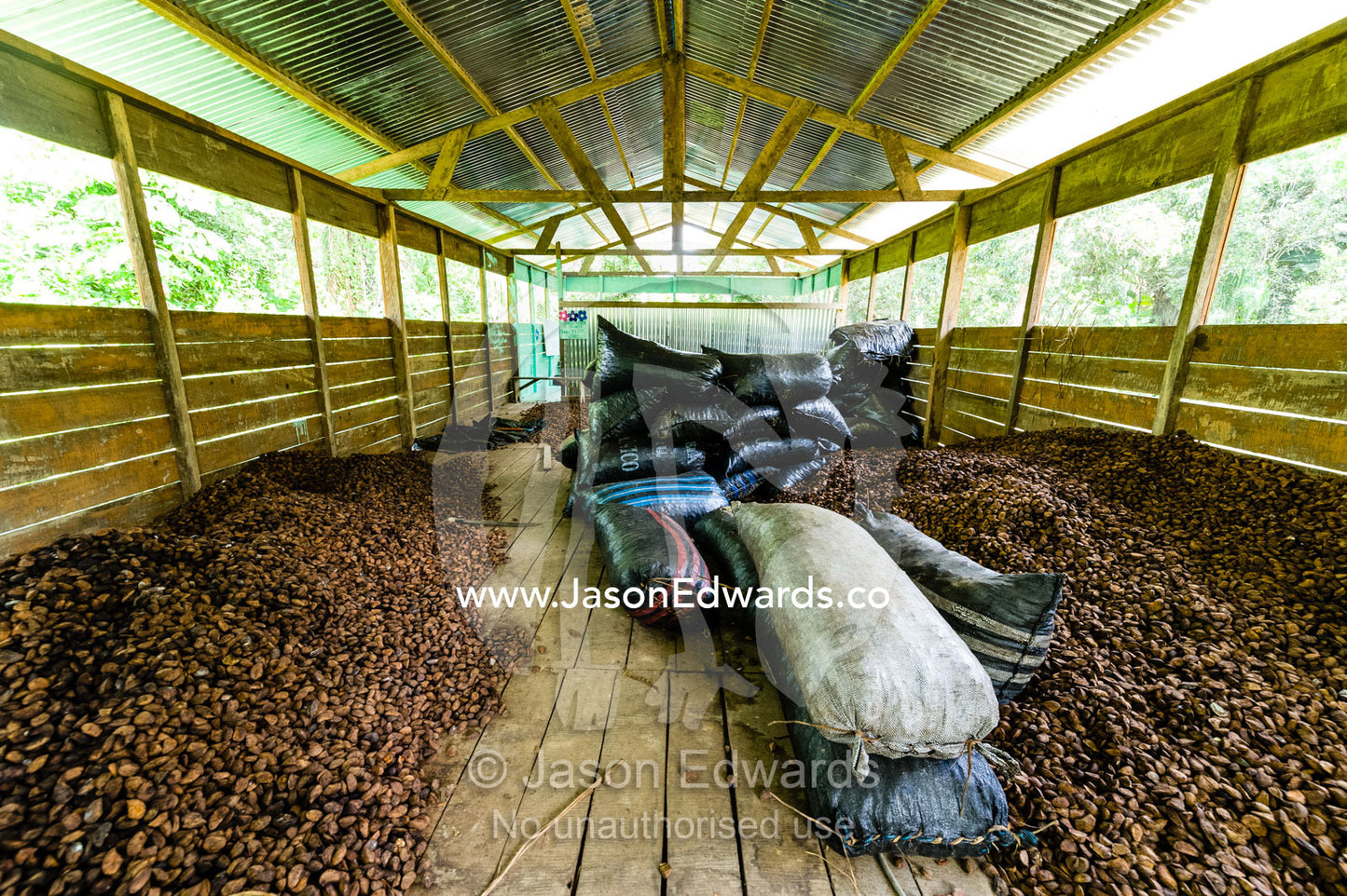 A mound of fresh Brazil Nuts harvested from the rainforest in a drying shed. Boca Pariamanu Native Community, Madre de Dios Region, Peru