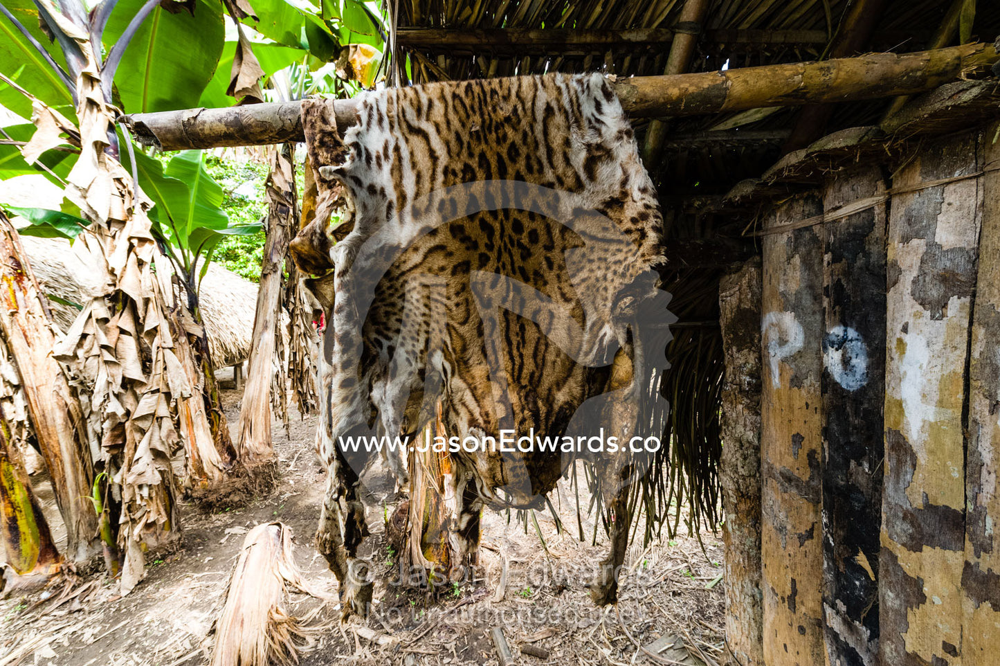An Ocelot skin hanging from a village hut in the Amazon rainforest after poaching. Boca Pariamanu Native Community, Madre de Dios Region, Peru