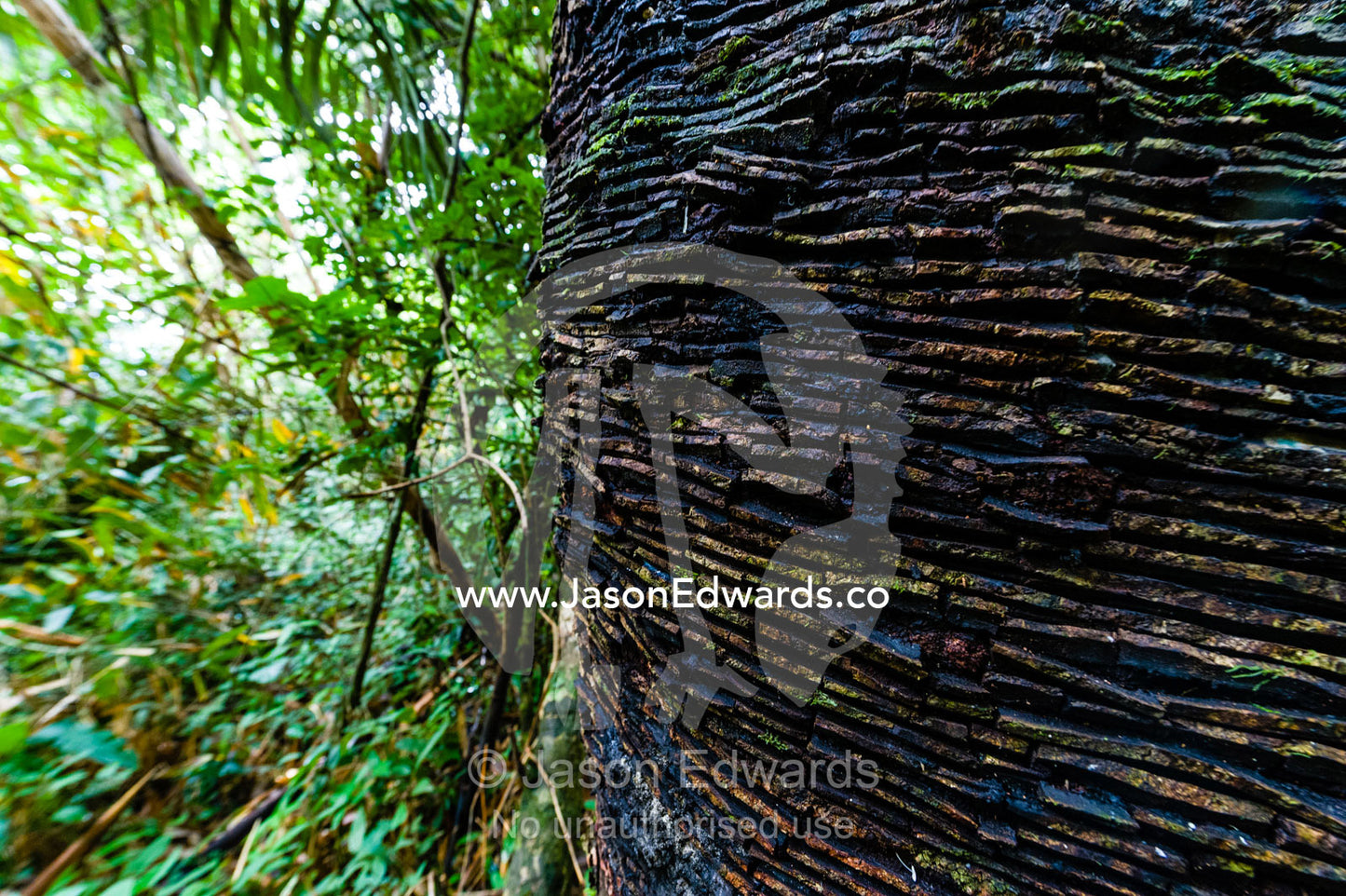 Cuts in the trunk bark of a tall rubber tree in the rainforest for rubber harvesting. Ecomusa Rubber Tapper Concession, Madre de Dios Region, Peru