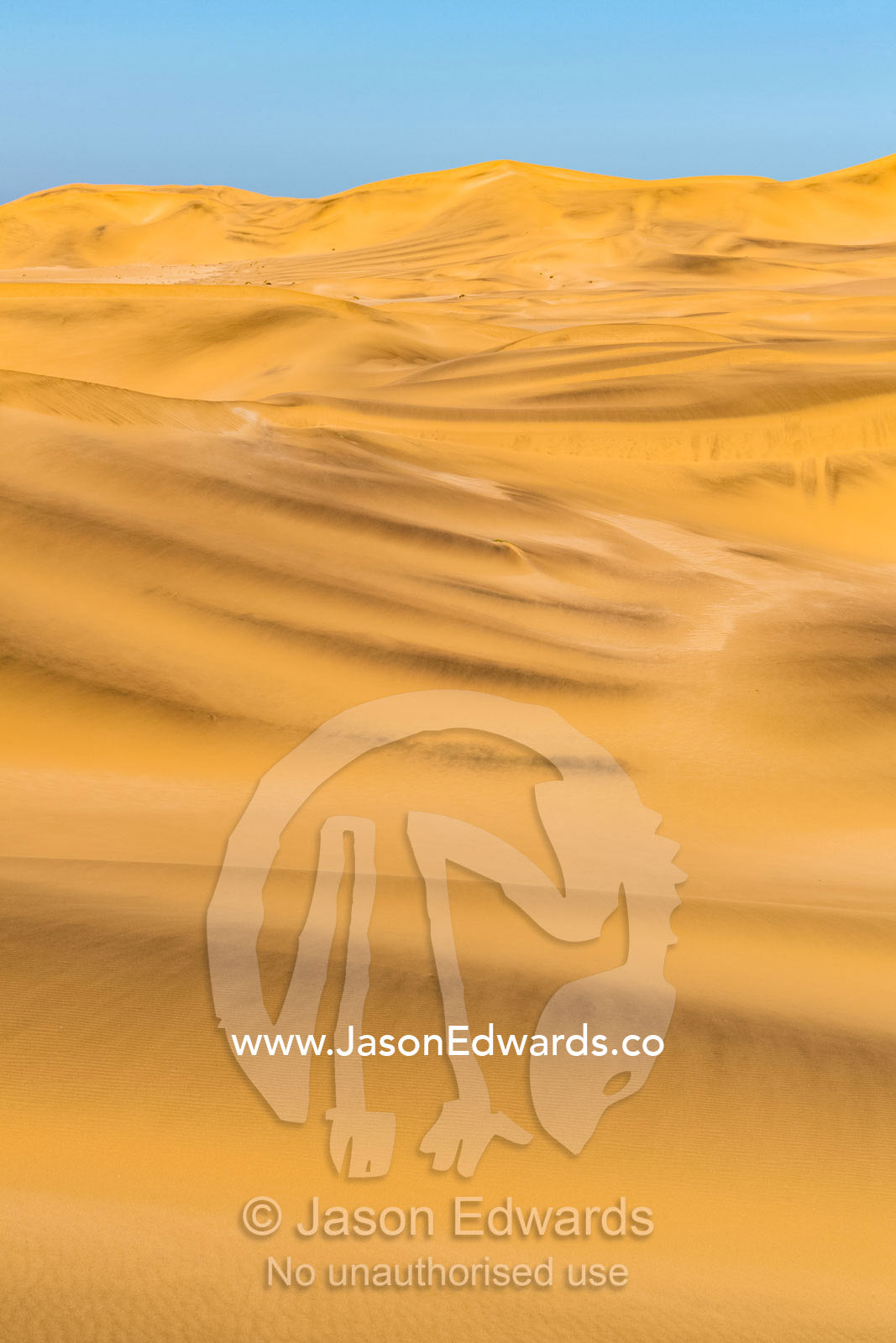 A vast ochre sand dune field stretches to the distance beneath a clear blue sky. Namib Desert, Diamond Coast, Skeleton Coast, Namib-Naukluft National Park, Namibia