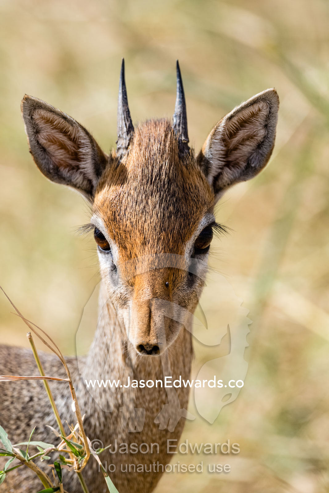 The alert ears of a Kirks Dik Dik, Madoqua kirkii, antelope listening for danger on the savannah. Serengeti National Park, Tanzania