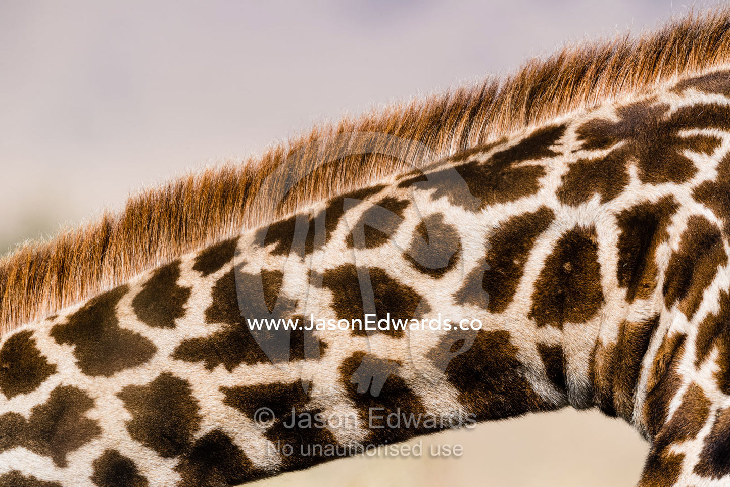 The mane fur and mosaic jigsaw patterns on the neck skin of a Masai giraffe, Girrafa camelopardalis tippelskirchi. Serengeti National Park, Tanzania