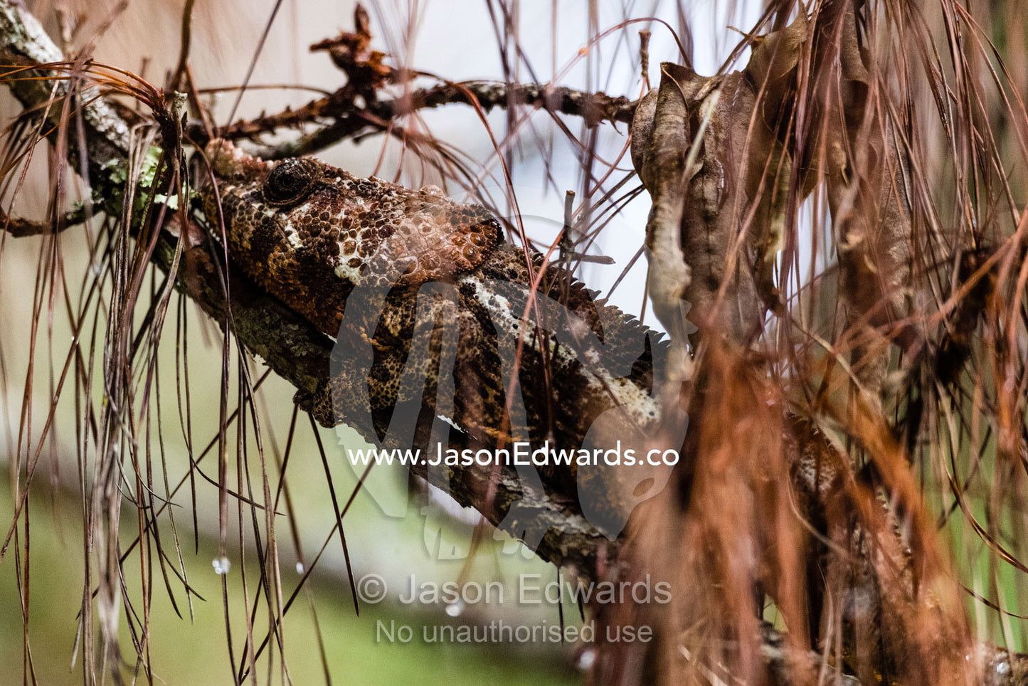 A Short-horned Chameleon, Calumna brevicorne, camouflaged on a tree branch among pine needles. Andasibe-Mantadia National Park, Alaotra-Mangoro Region, Madagascar