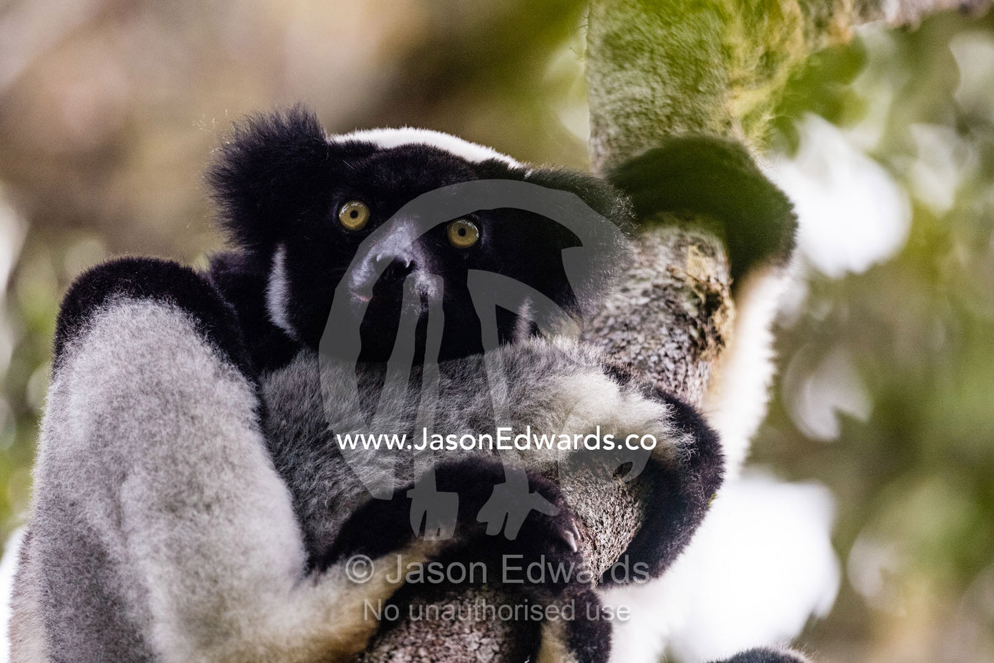 The Indri, also called the Babakoto, Indri indri, is one of the largest living lemurs and is critically endangered. Andasibe-Mantadia National Park, Madagascar.