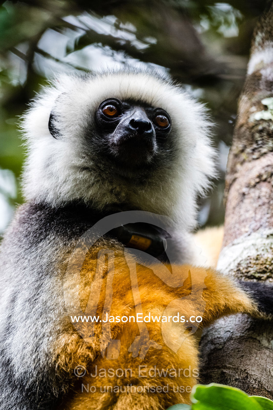 A critically endangered Diademed Sifaka, Propithecus diadema, or diademed simpona, with a radio tracking collar for research. Andasibe-Mantadia National Park, Madagascar.