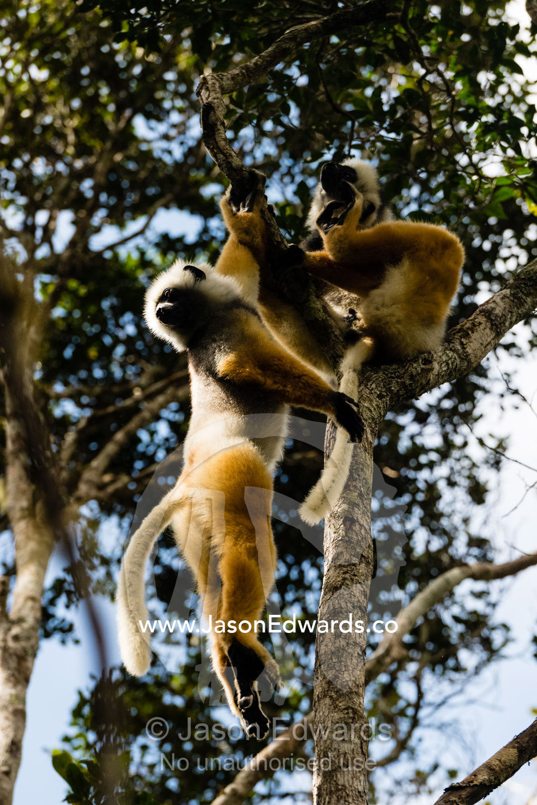 A pair of critically endangered Diademed Sifaka, Propithecus diadema, or diademed simpona, hanging in a tree. Andasibe-Mantadia National Park, Madagascar.