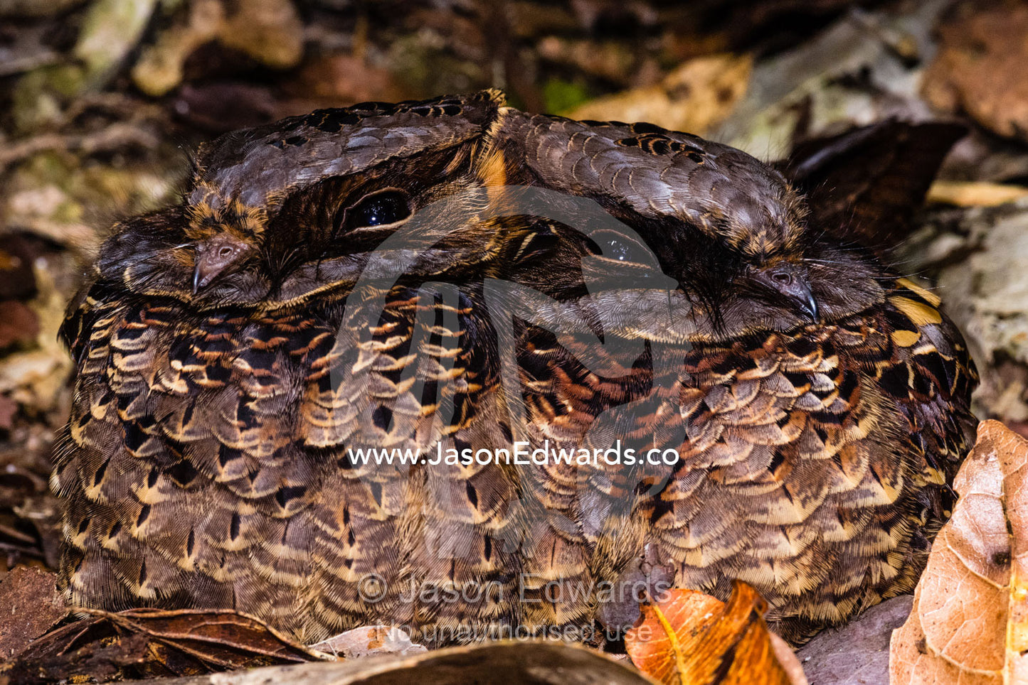 A breeding pair of Collared Nightjar, Gactornis enarratus, camouflaged in the leaf litter on a forest floor. Andasibe-Mantadia National Park, Madagascar.