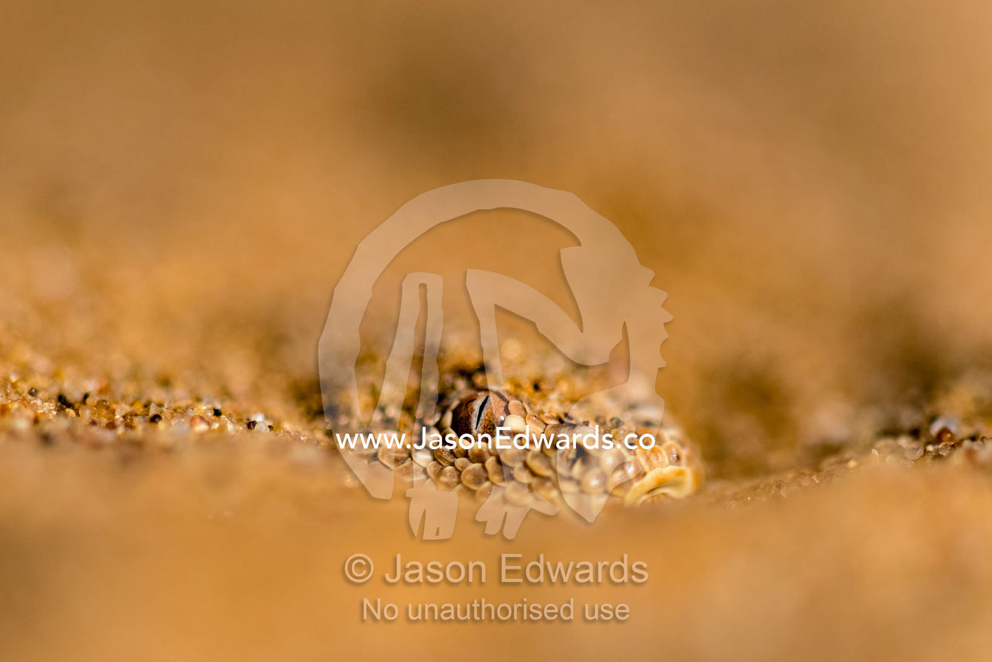 A Side-winding Adder also known as a Sidewinder, Batis peringueyi, buried in the sand ready to strike prey. Namib Desert, Diamond Coast, Skeleton Coast, Namib-Naukluft National Park, Namibia