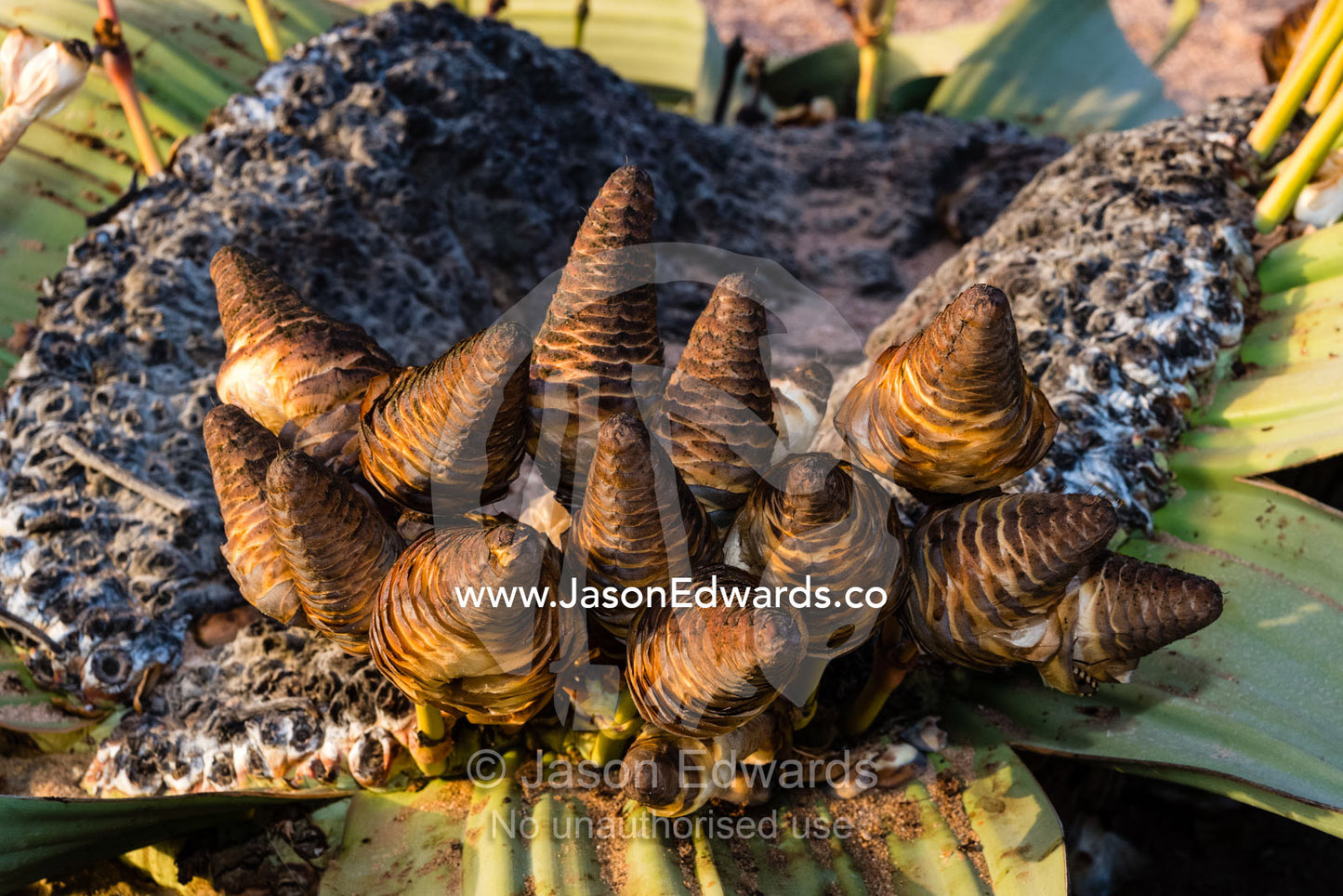 An ancient Welwitschia mirabilis, a desert plant that is a living fossil displaying female reproductive cones. Namib-Naukluft National Park, Namibia
