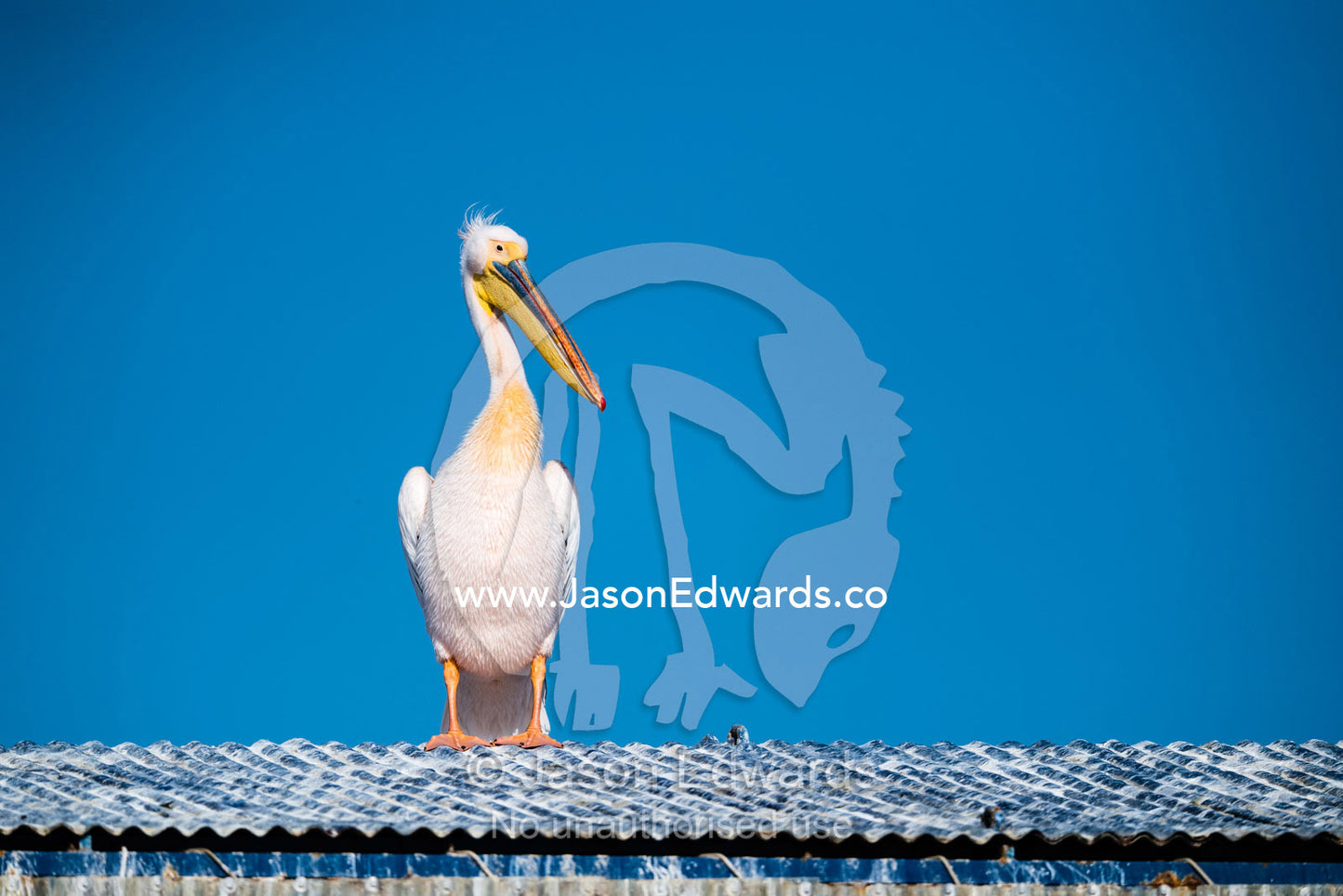A Great White Pelican, Pelecanus onocrotalus, resting on a corrugated tin roof. Walvis Bay, Namibia