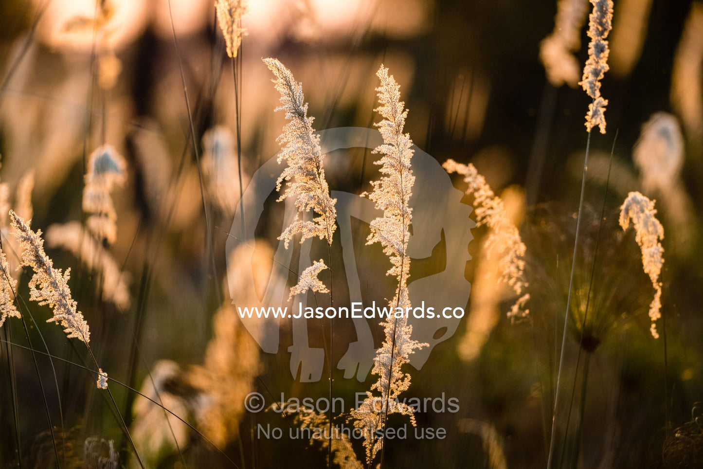 Backlit seed heads of Cotton Wool Grass, Imperata cylindrical, catch the sunlight in a wetland at sunset. Okavango Delta, Moremi Game Reserve, Botswana