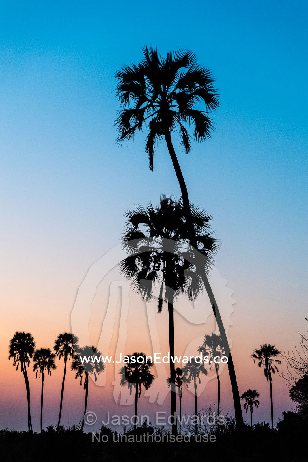 A stand of Fan Palms, Hypheane coriacea, silhouette against the pastel afterglow of sunset. Okavango Delta, Moremi Game Reserve, Botswana