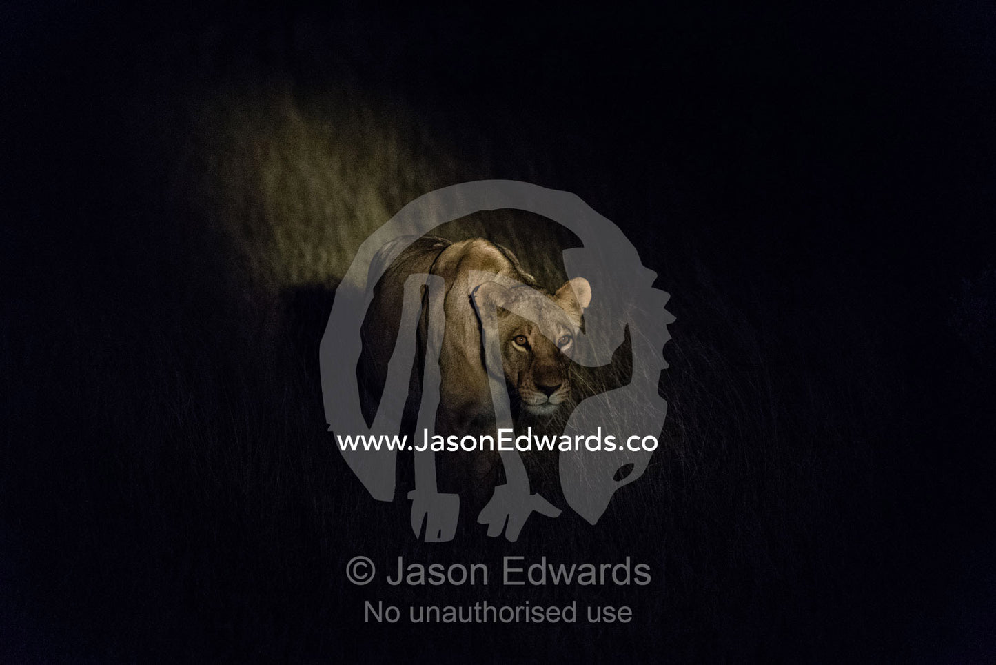 A lioness stalking prey through the darkness of a wetland floodplain. Okavango Delta, Moremi Game Reserve, Botswana