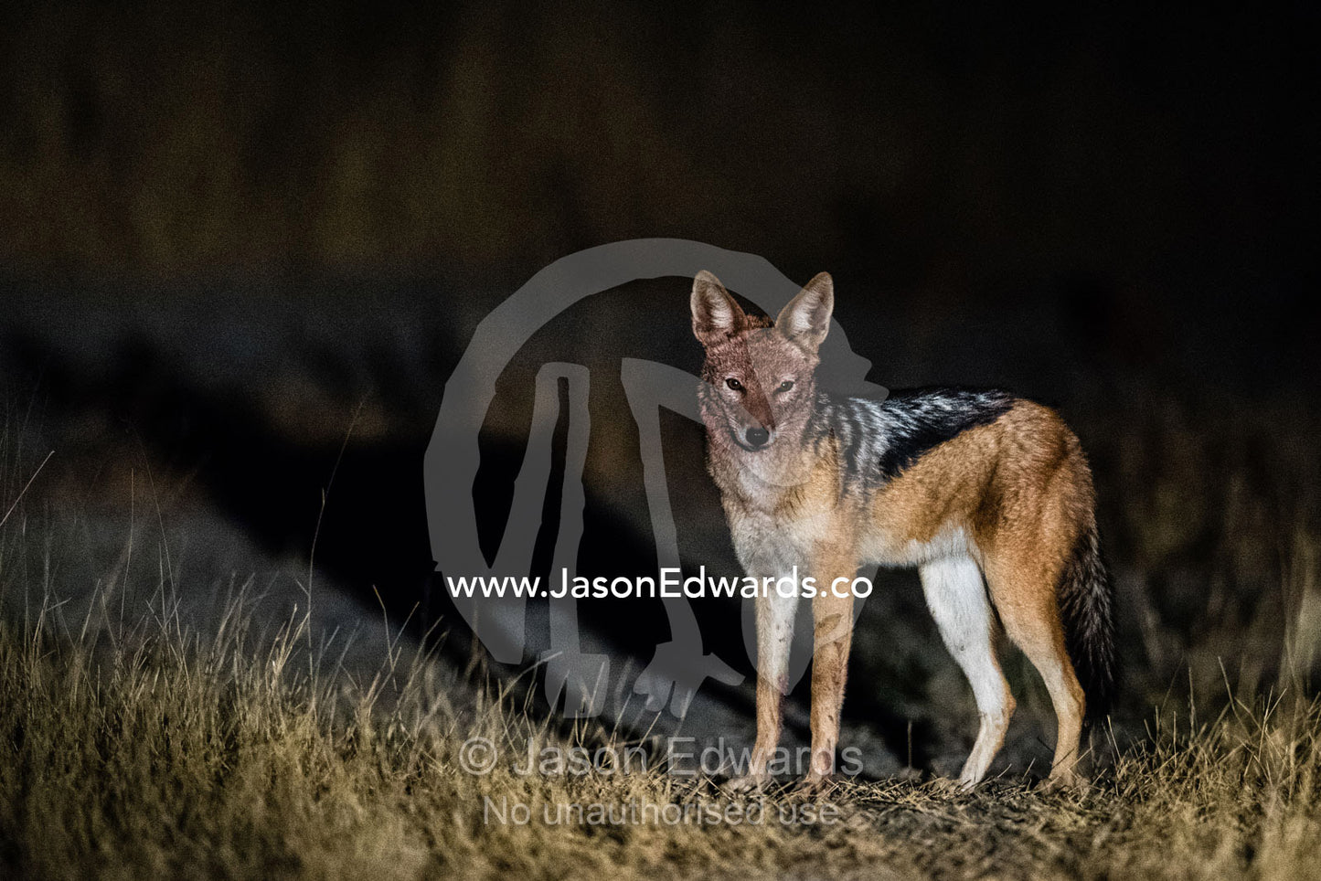 A Black-backed Jackal, Canis mesomelas, searches for an easy meal in the darkness after a nearby lion kill. Okavango Delta, Moremi Game Reserve, Botswana