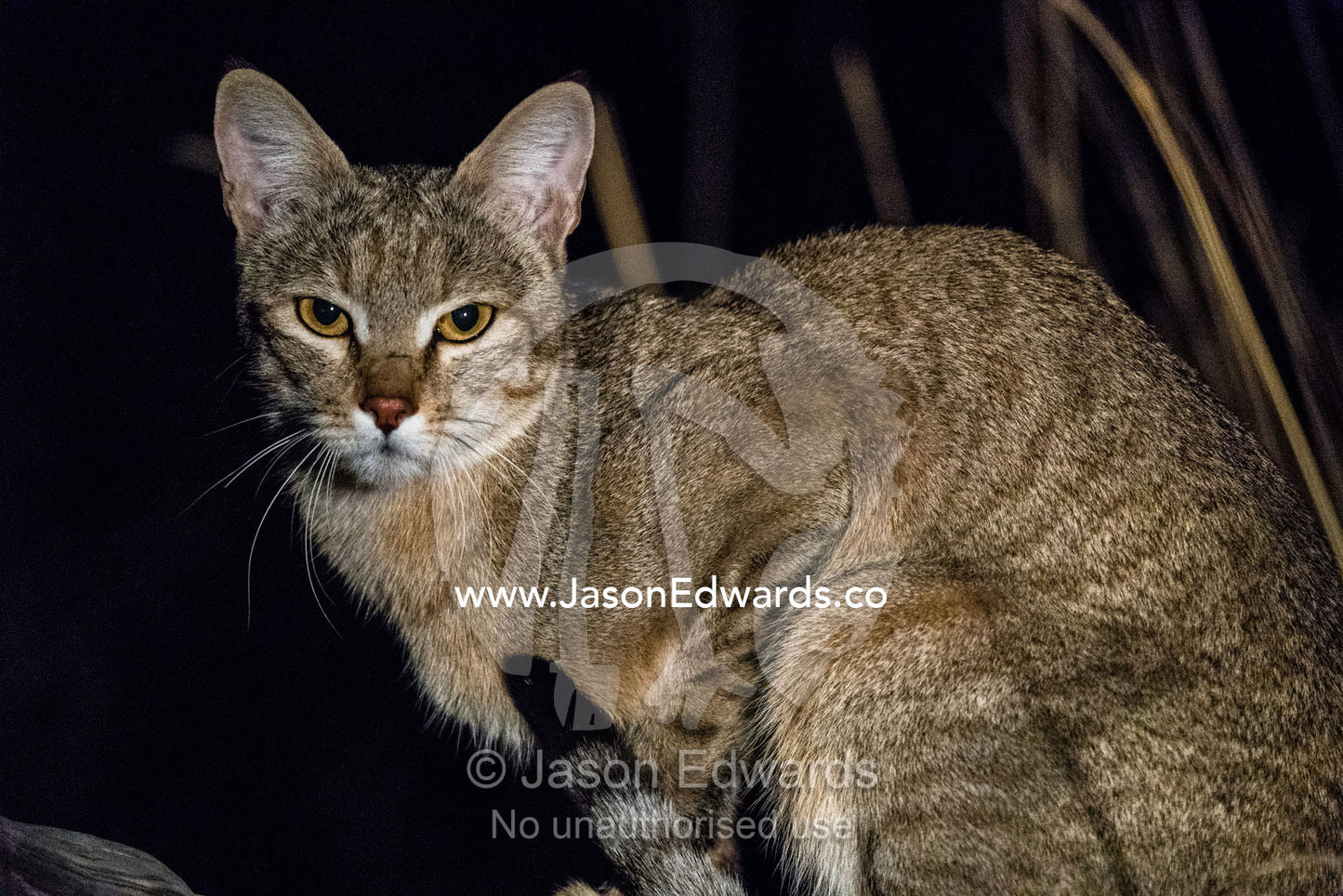 An African Wildcat, Felis lybica, patrolling a wetland floodplain at night. Okavango Delta, Moremi Game Reserve, Botswana