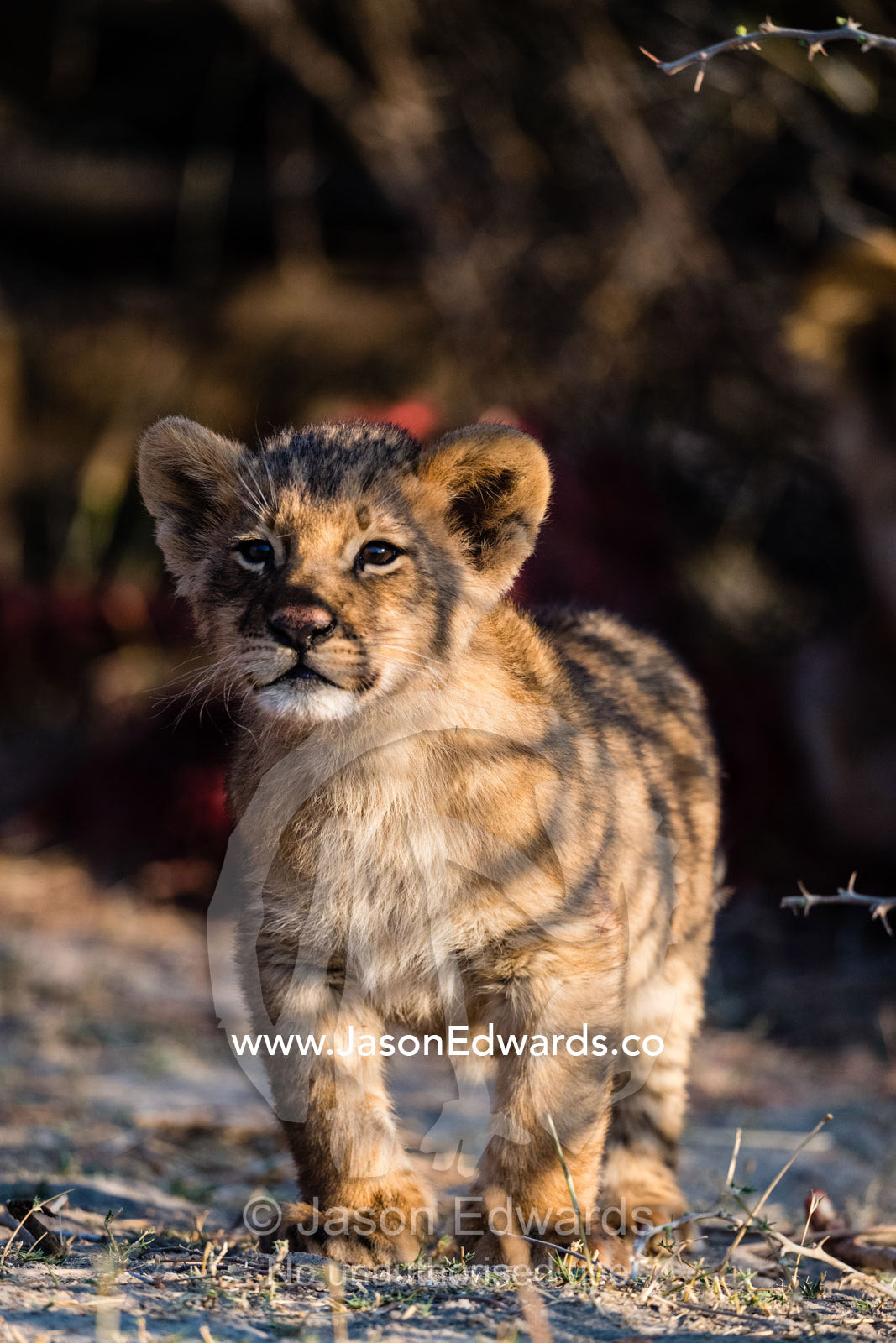 An alert lion cub greats the dawn with interest and curiosity. Okavango Delta, Moremi Game Reserve, Botswana