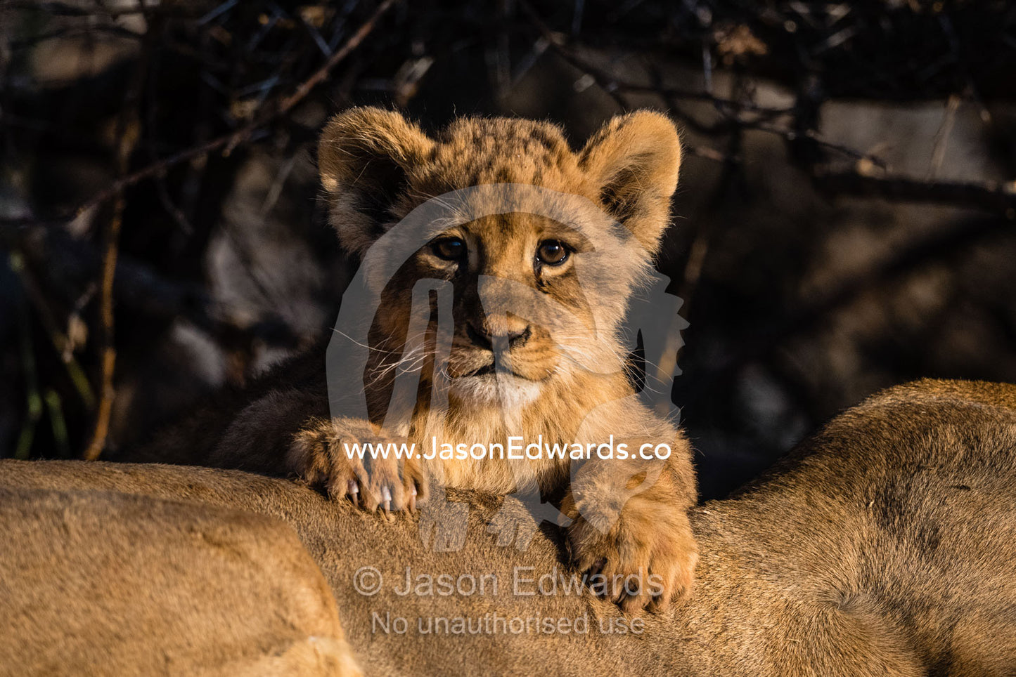 A cute lion cub with large paws resting across the arch in it's mothers back. Okavango Delta, Moremi Game Reserve, Botswana
