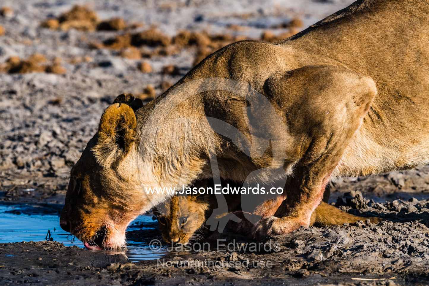 A lioness and cub drink from a dwindling pool in a dry season grassland. Okavango Delta, Moremi Game Reserve, Botswana