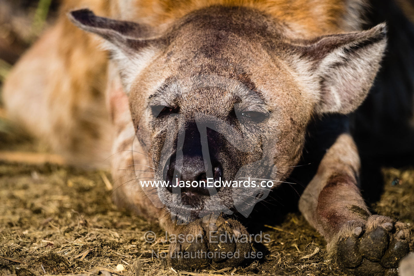 The peaceful face of a Spotted Hyena, Crocuta crocuta, sleeping in the afternoon sun. Okavango Delta, Moremi Game Reserve, Botswana