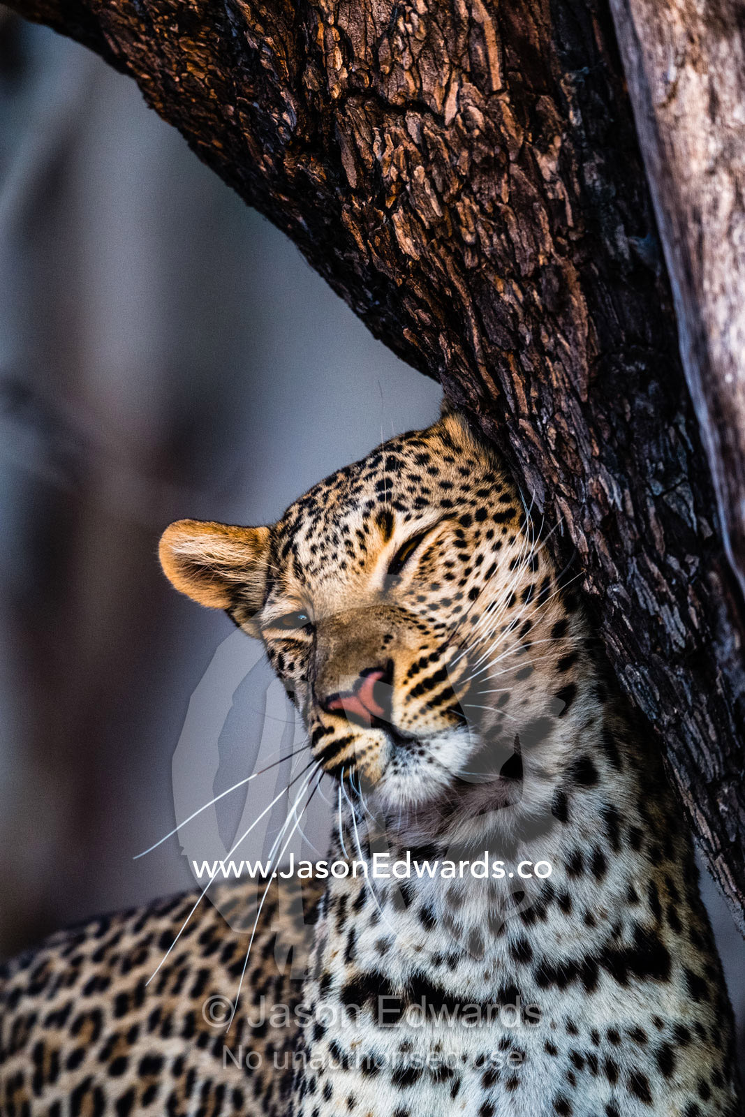 An African Leopard, Panthera pardus pardus, patrolling her territory marking a tree trunk with her scent gland. Okavango Delta, Moremi Game Reserve, Botswana